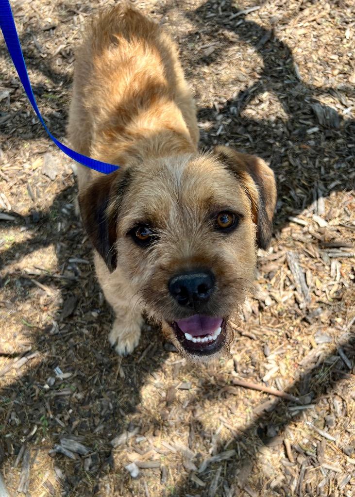 Enlarge Muddy Buddy, a Adoptable Border Terrier in Los Angeles, CA image 6/6