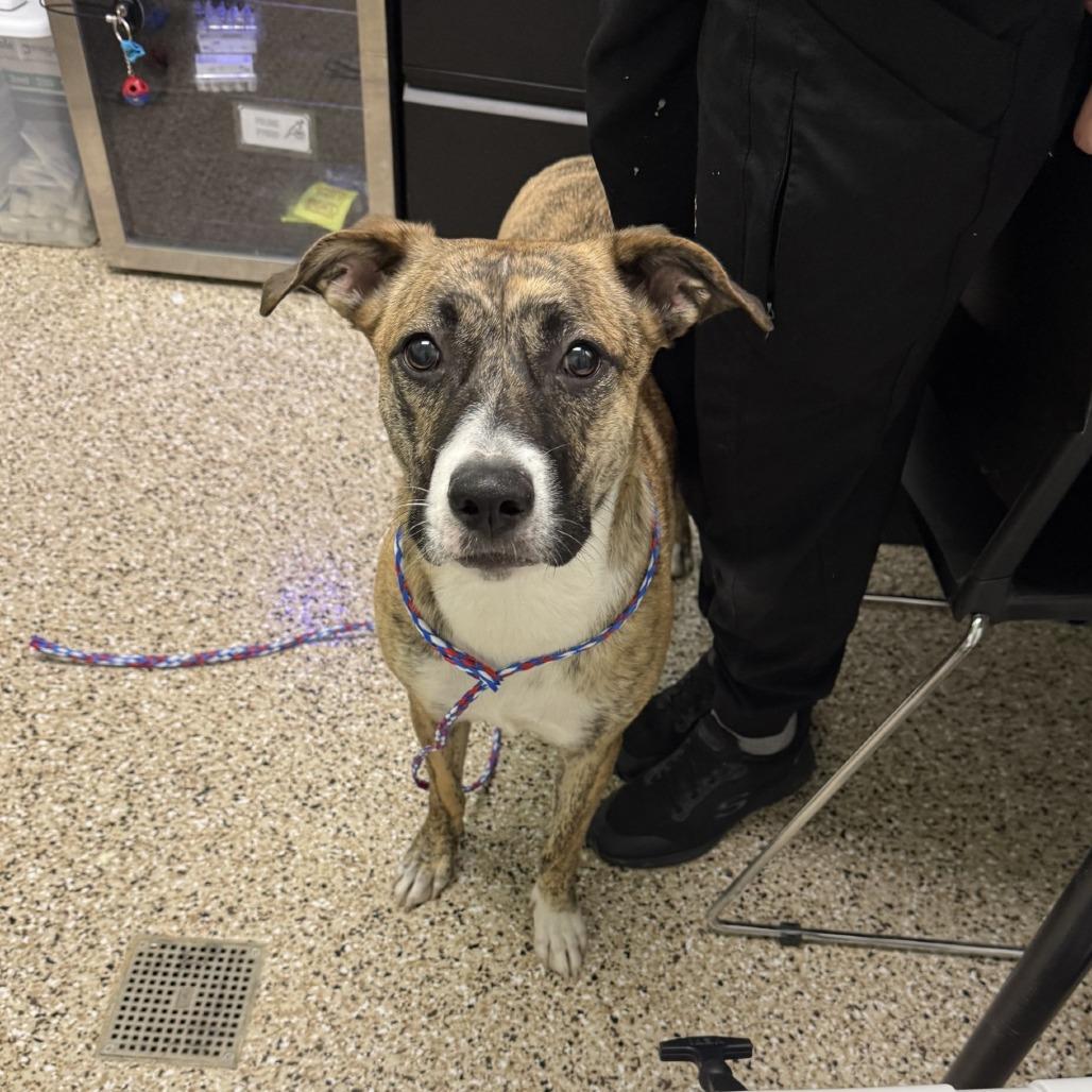 Enlarge Gala Apple, a Adoptable mixed breed in Bullhead City, AZ image 1/1