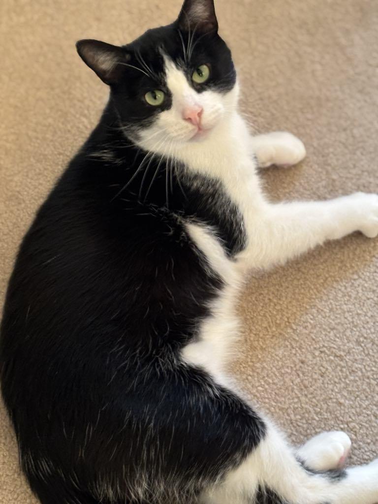 Owen, Adoptable, Adult Male Domestic Short Hair.