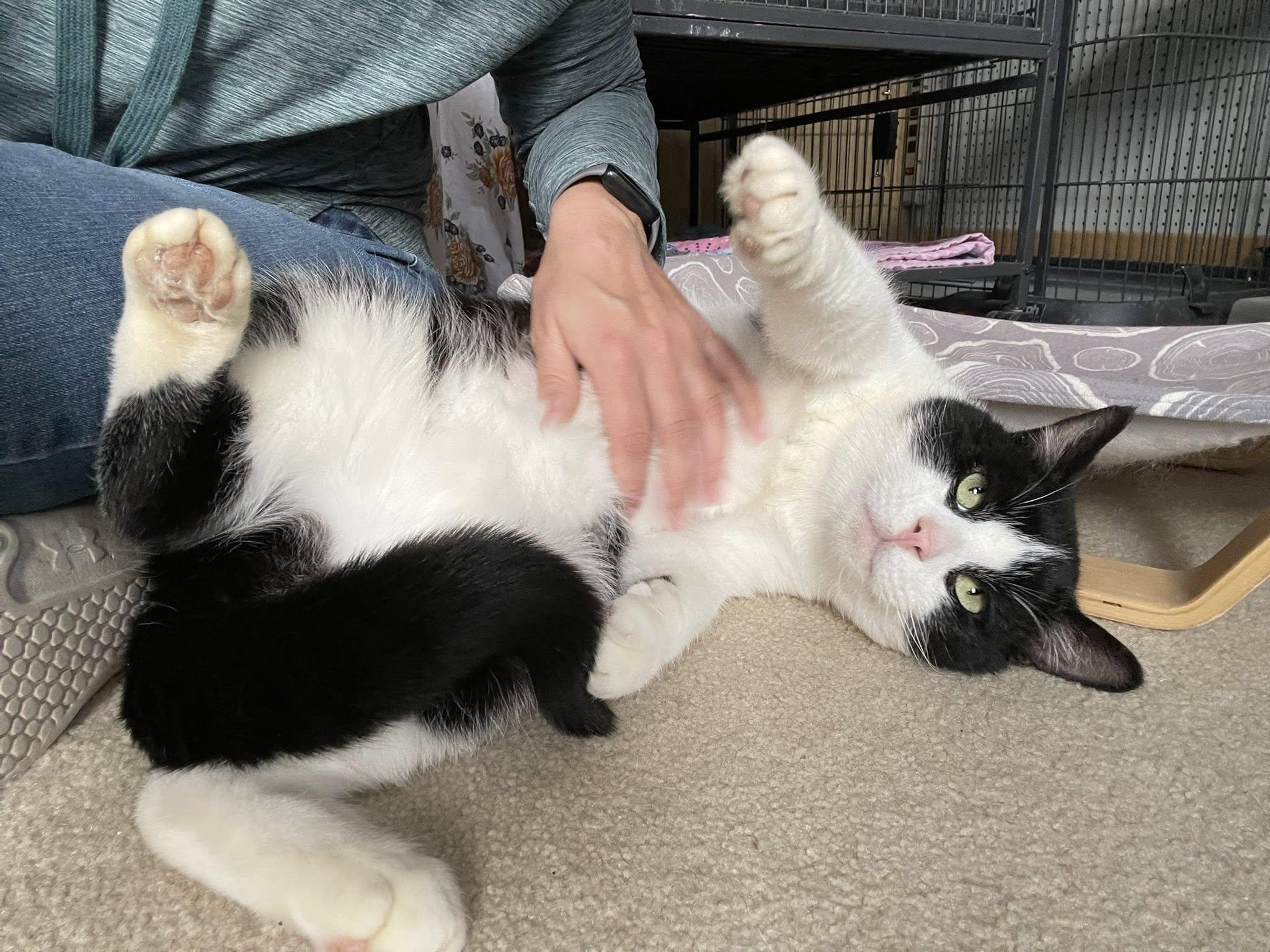 Enlarge Owen, a Adoptable Domestic Short Hair in Stratford, ON image 2/4