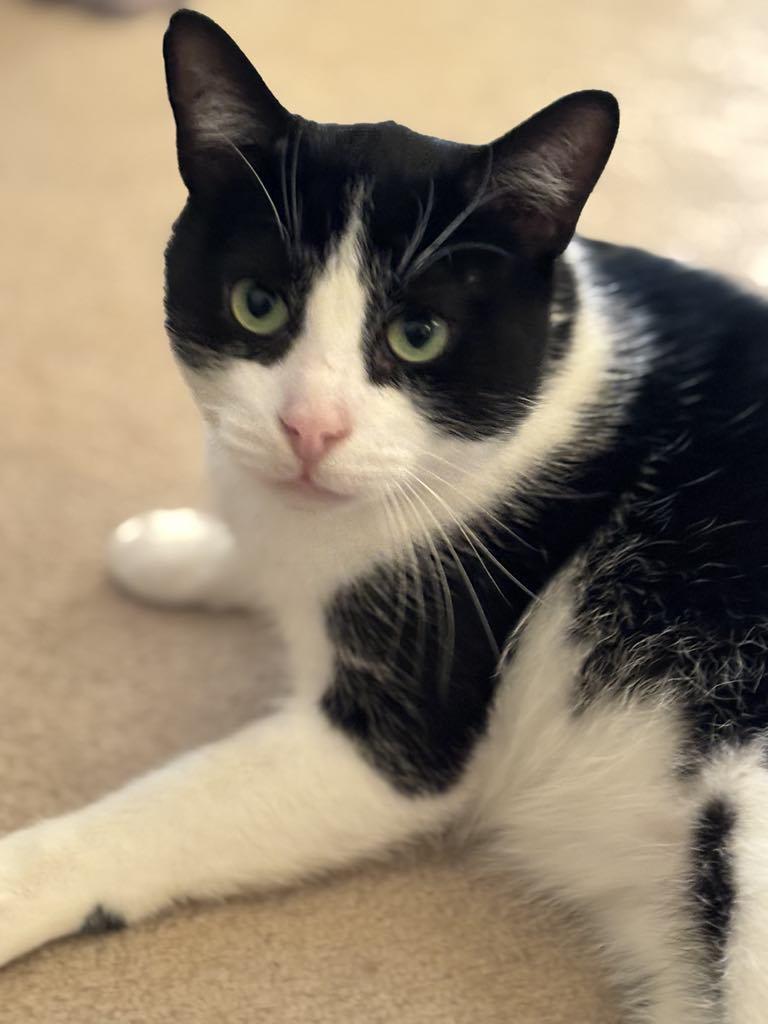 Owen, Adoptable, Adult Male Domestic Short Hair.