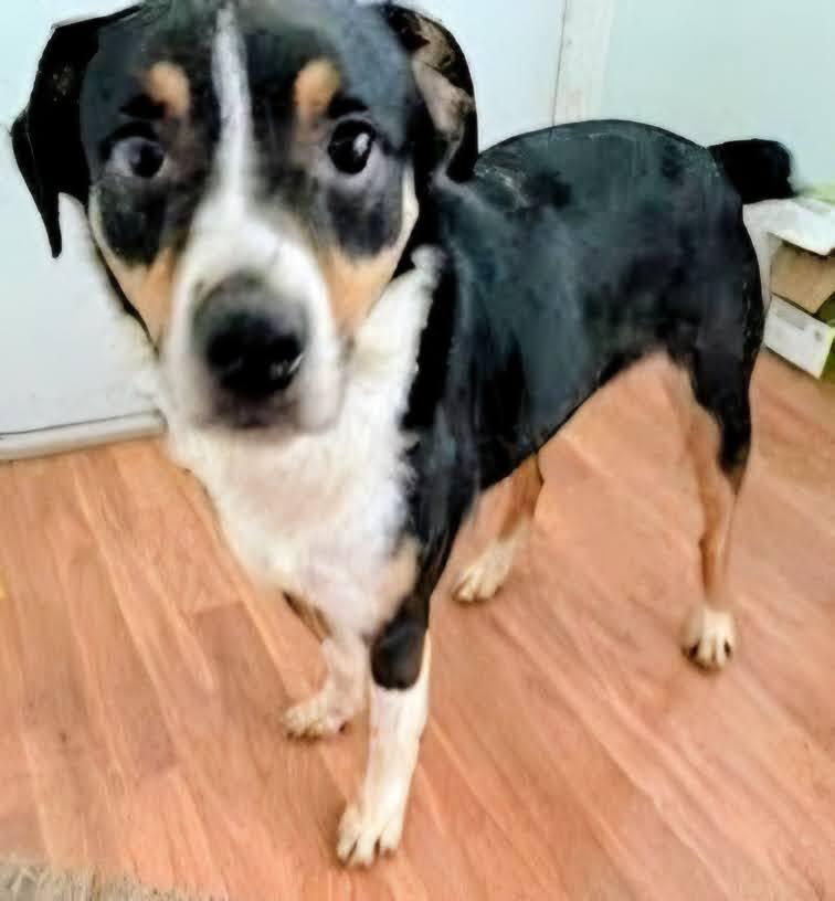 Enlarge Taz, a ADOPTABLE mixed breed in Westfield, NY image 1/1