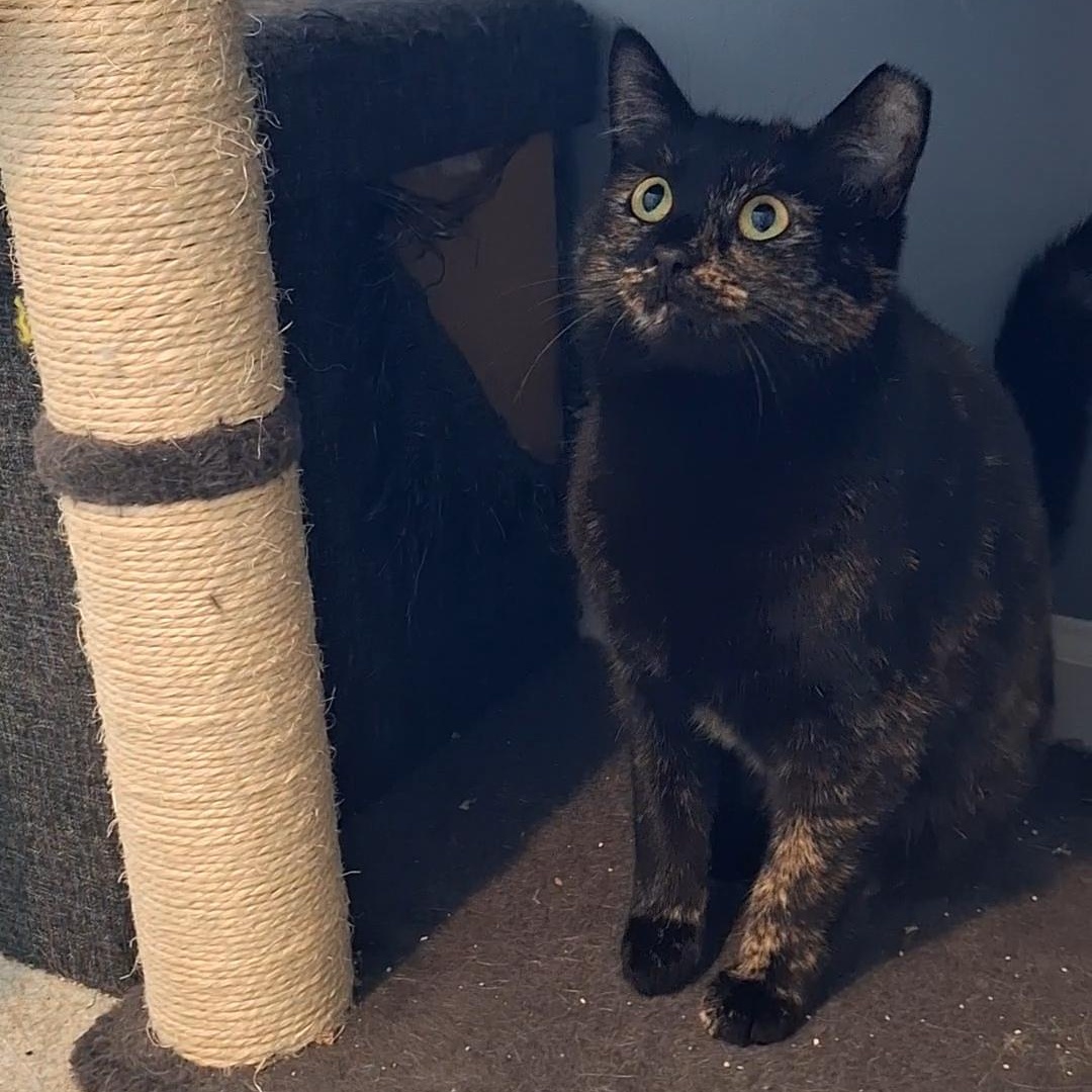 Julie, Adoptable, Adult Female Domestic Short Hair & Tortoiseshell.