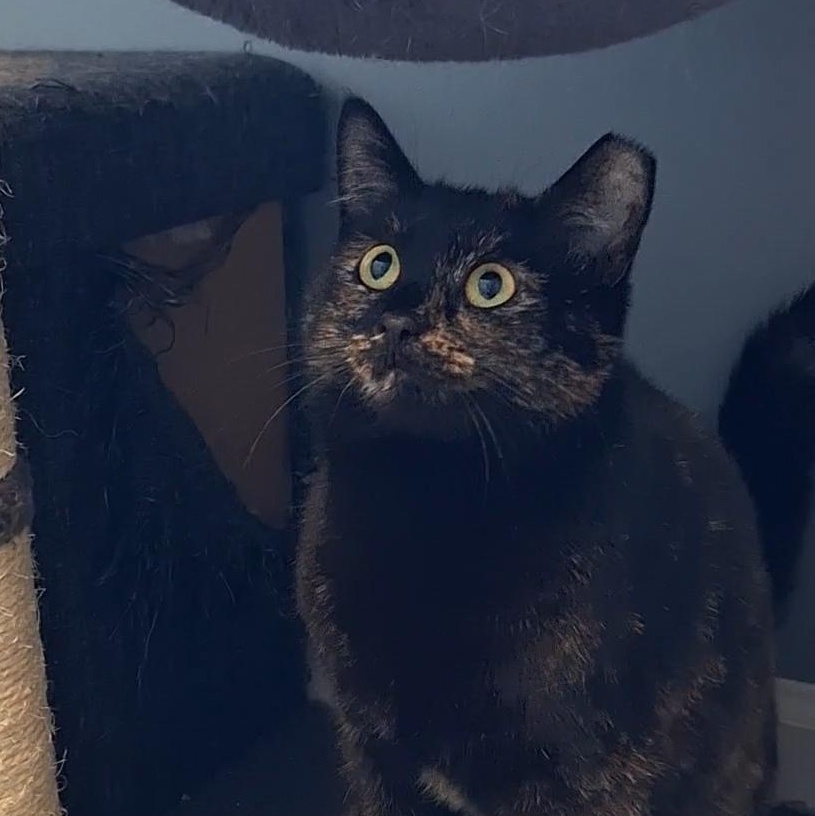 Enlarge Julie, a Adoptable mixed breed in BUTLER, PA image 2/6