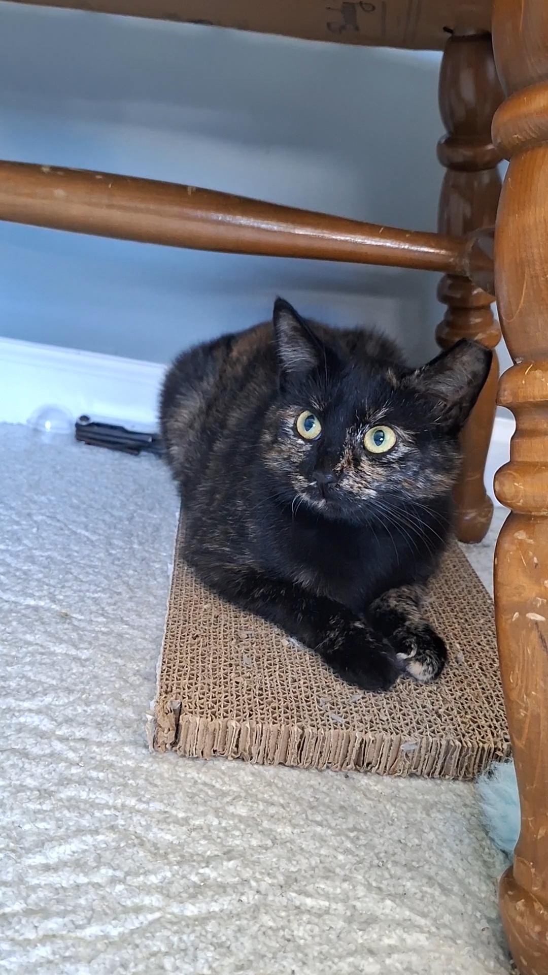 Julie, a Adoptable mixed breed in BUTLER, PA image 3/3