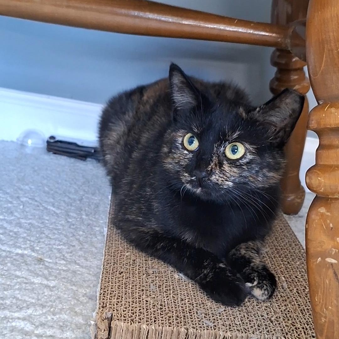 Julie, Adoptable, Adult Female Domestic Short Hair & Tortoiseshell.