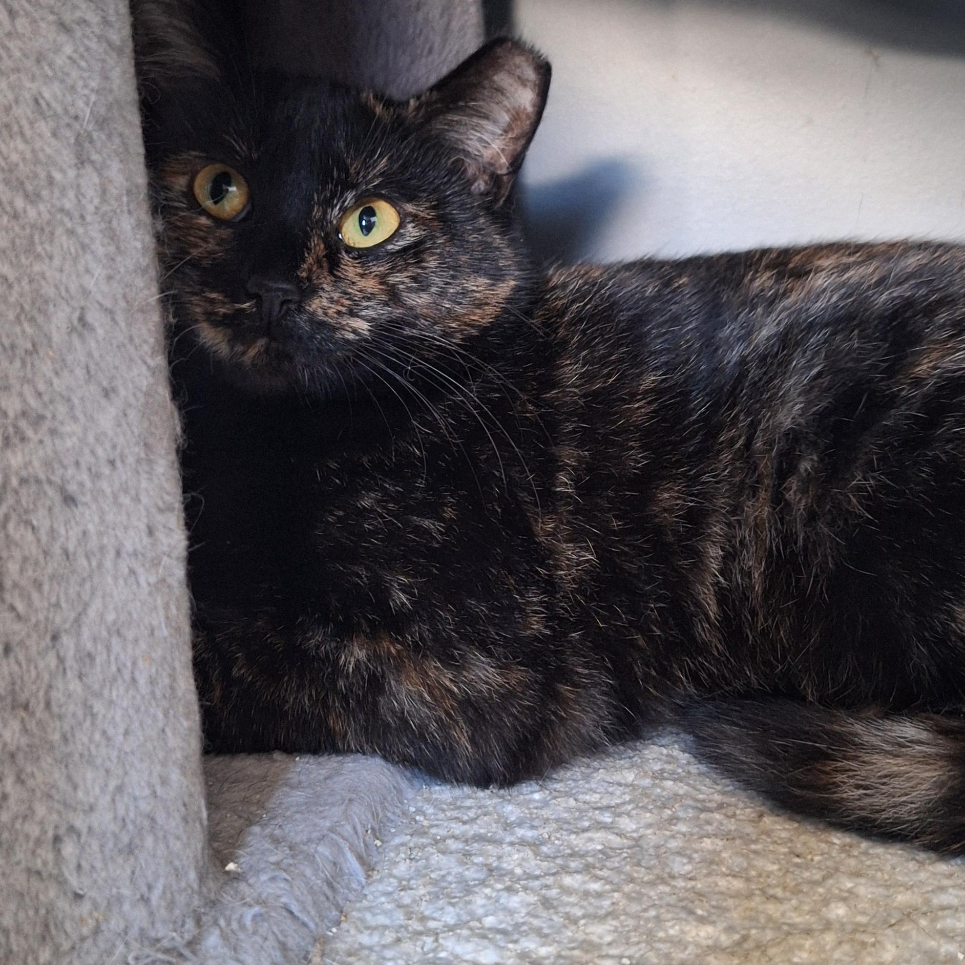 Julie, a Adoptable mixed breed in BUTLER, PA image 2/3