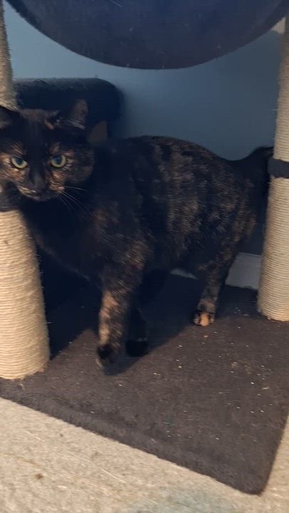 Enlarge Julie, a Adoptable mixed breed in BUTLER, PA video 6/6