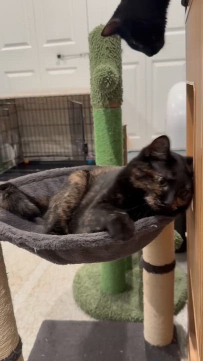 Enlarge Julie, a Adoptable mixed breed in BUTLER, PA video 5/6