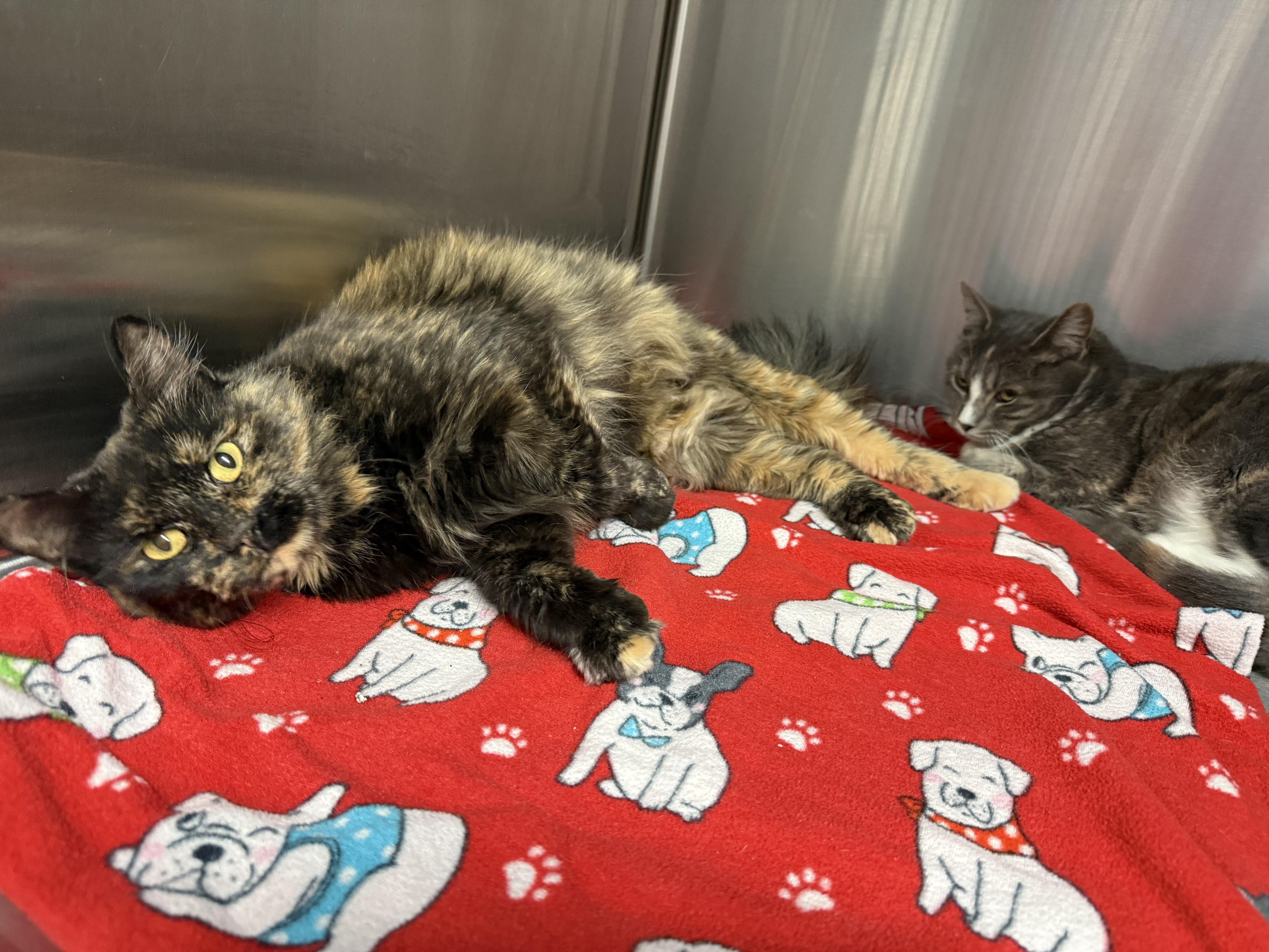 Enlarge Masie Mae, a Adopted Domestic Long Hair in Grand Rapids, MI image 1/1