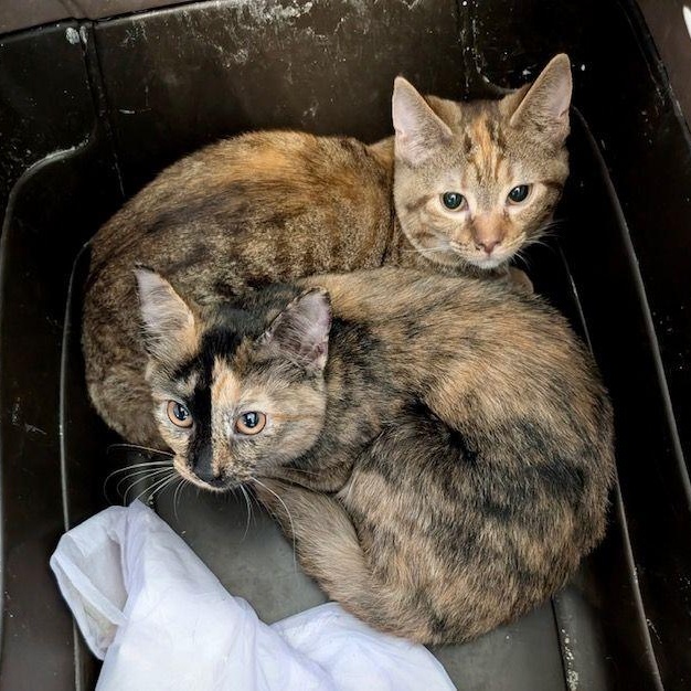 Clue, a Adoptable Domestic Short Hair in Lake Orion, MI image 2/4