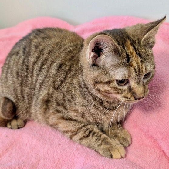 Clue, a Adoptable Domestic Short Hair in Lake Orion, MI image 3/4