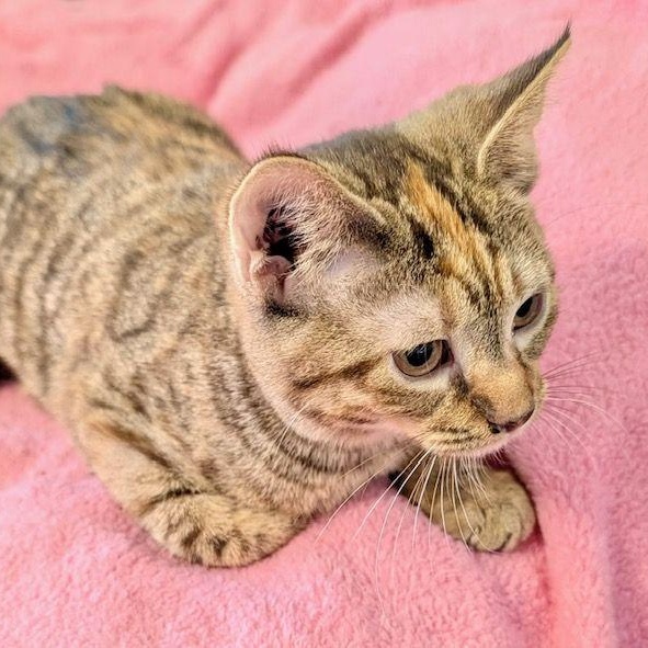 Clue, a Adoptable Domestic Short Hair in Lake Orion, MI image 4/4