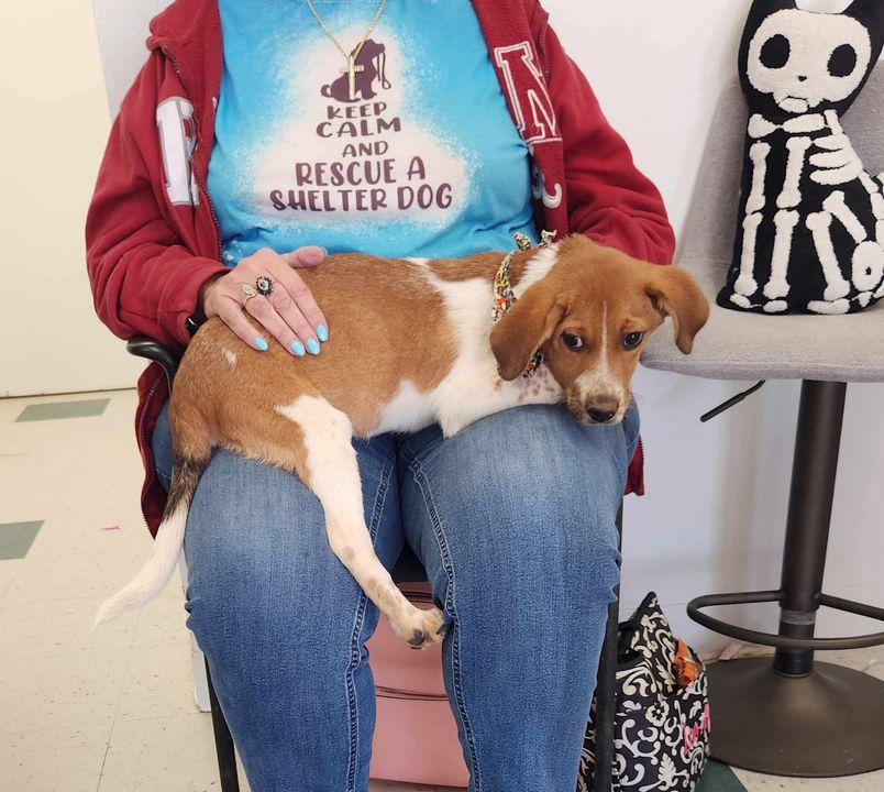 Dog for adoption Cody, a Hound Mix in Pell City, AL Petfinder