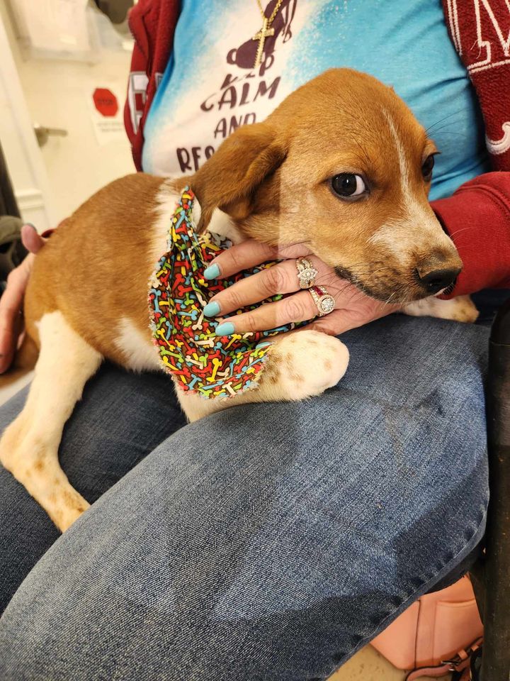 Dog for adoption Cody, a Hound Mix in Pell City, AL Petfinder