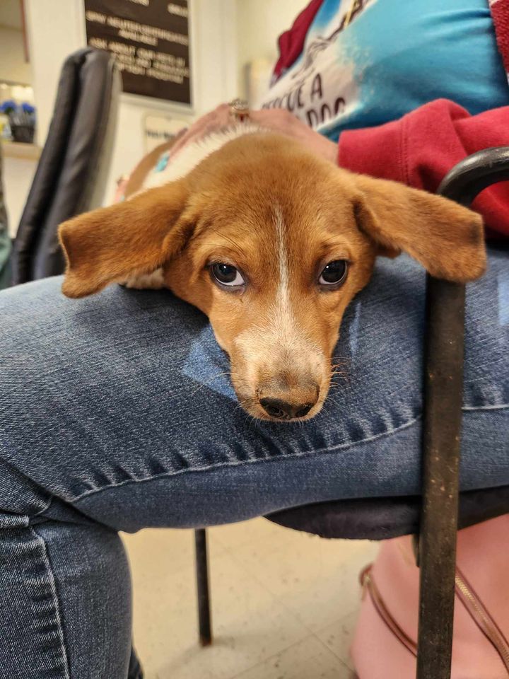 Dog for adoption Cody, a Hound Mix in Pell City, AL Petfinder