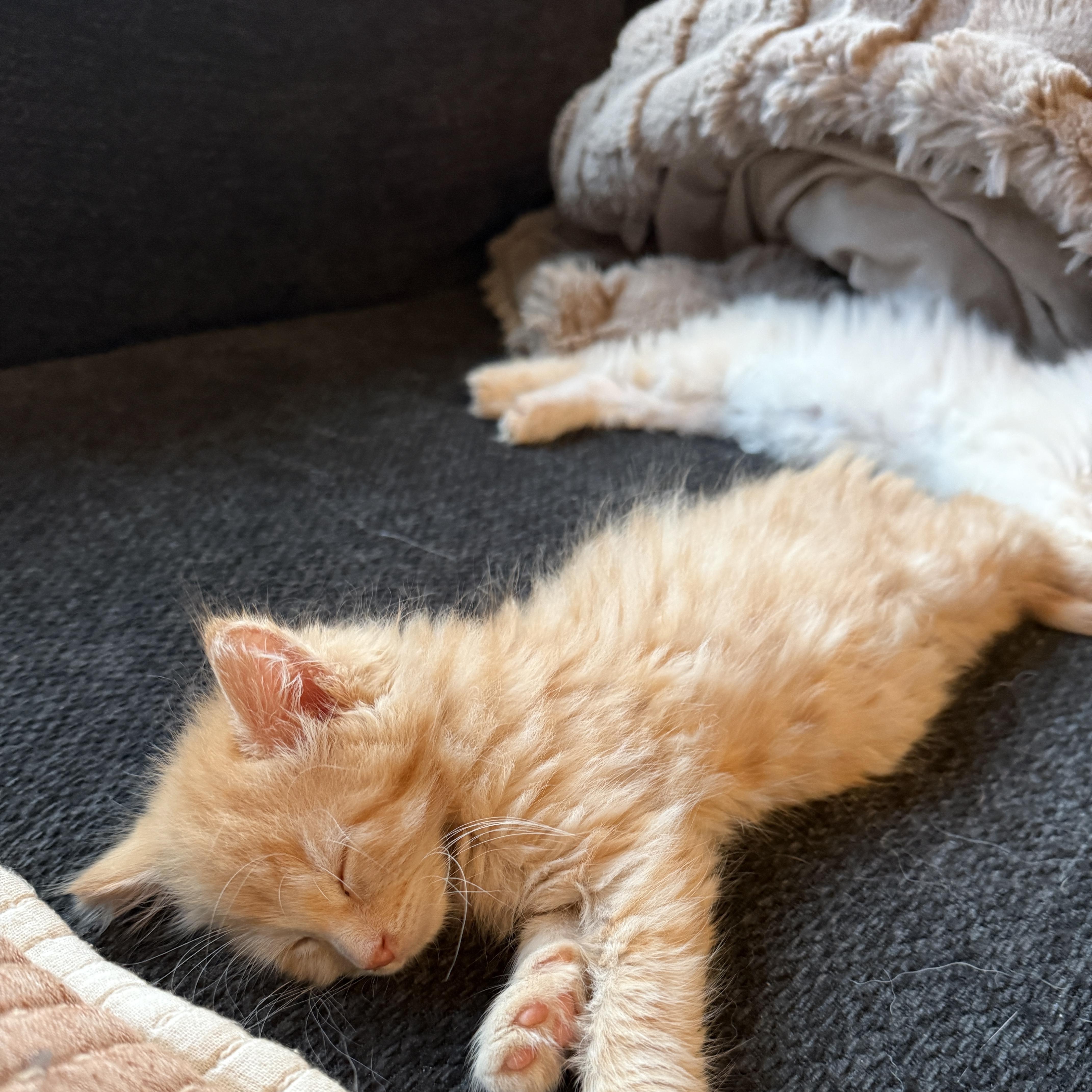 Enlarge Hot Wheels, a Adoptable Domestic Medium Hair in Oconto, WI image 2/2