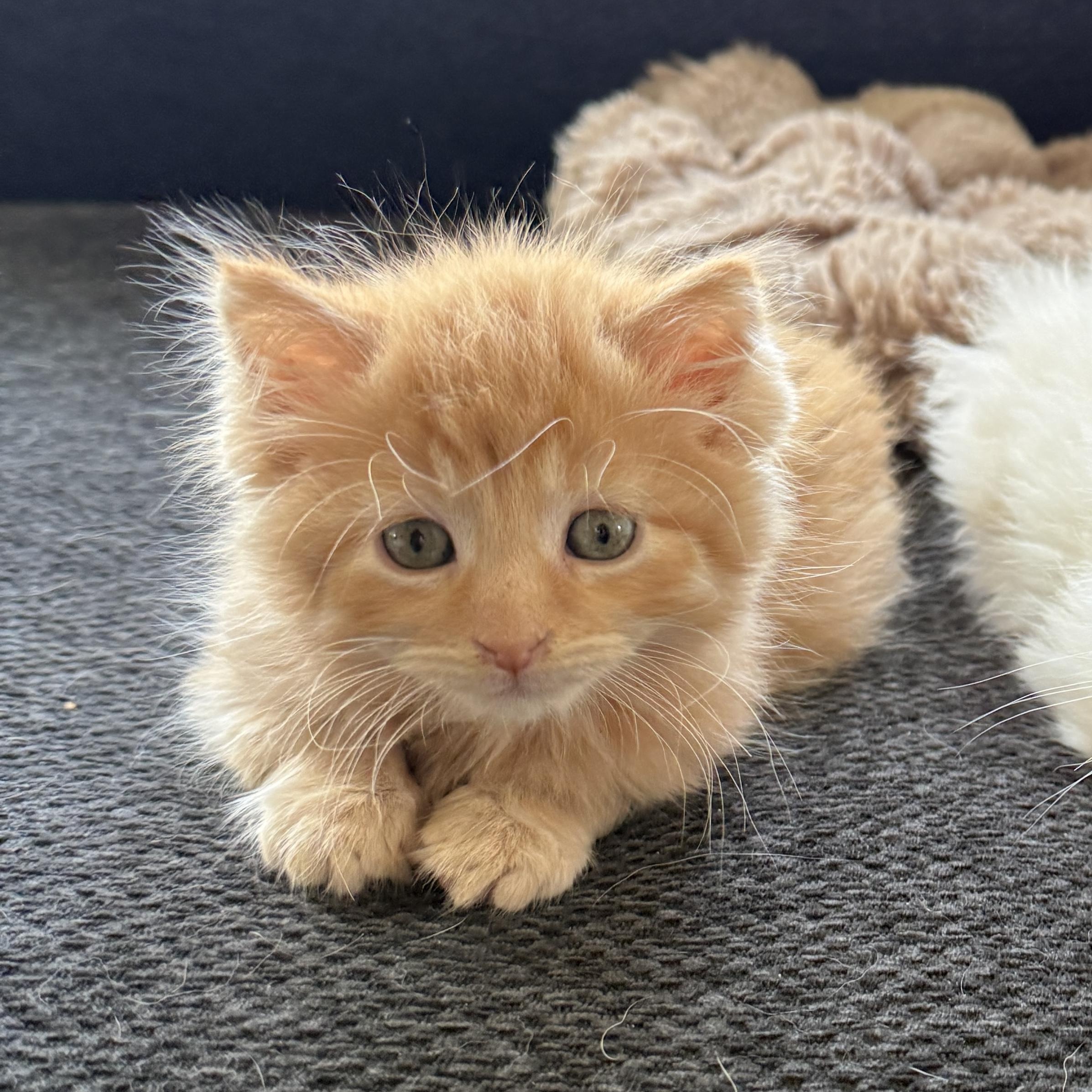 Enlarge Hot Wheels, a Adoptable Domestic Medium Hair in Oconto, WI image 1/2