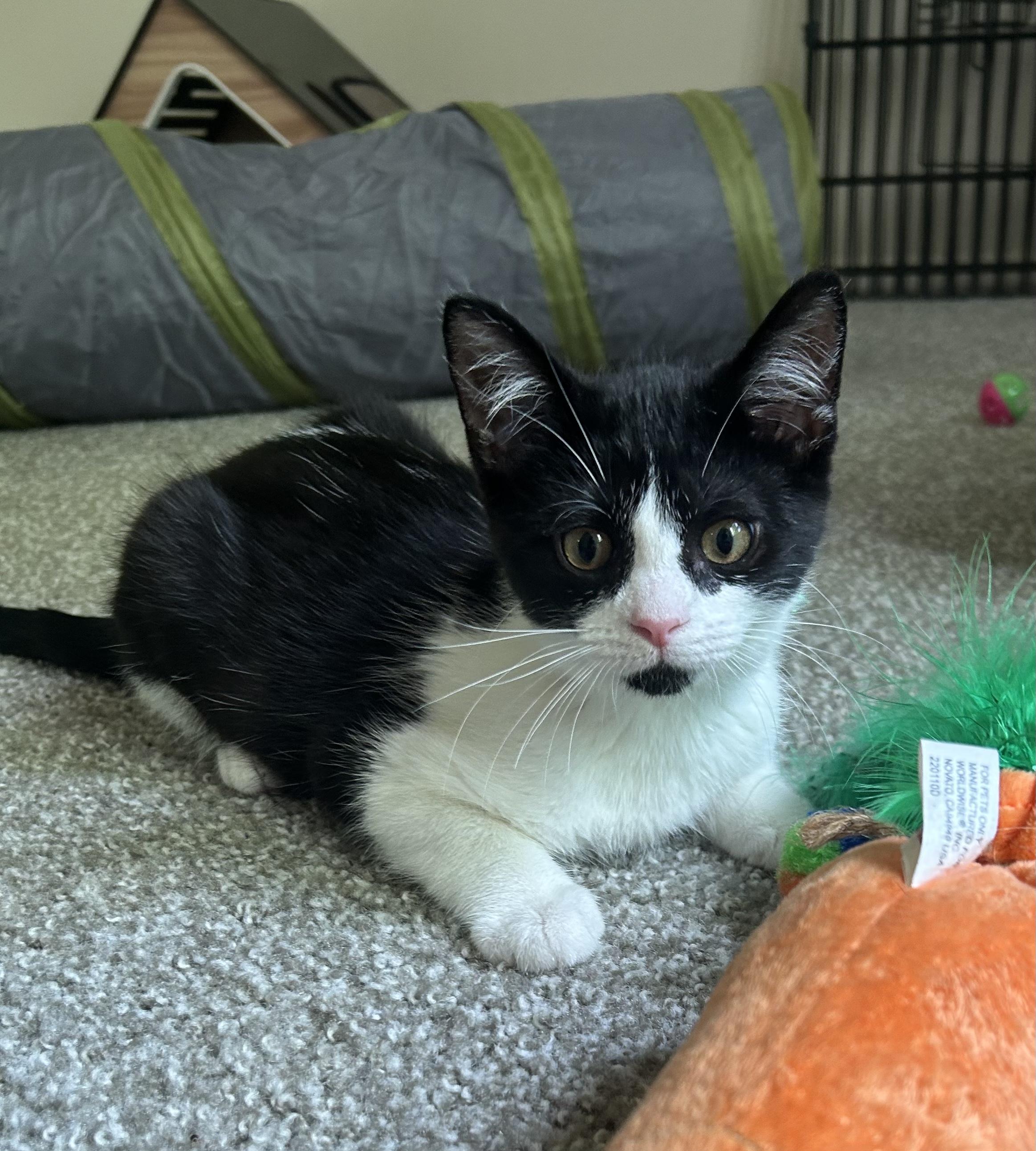 Enlarge Pascal, a Adoptable Domestic Short Hair in Battle Creek, MI image 4/5