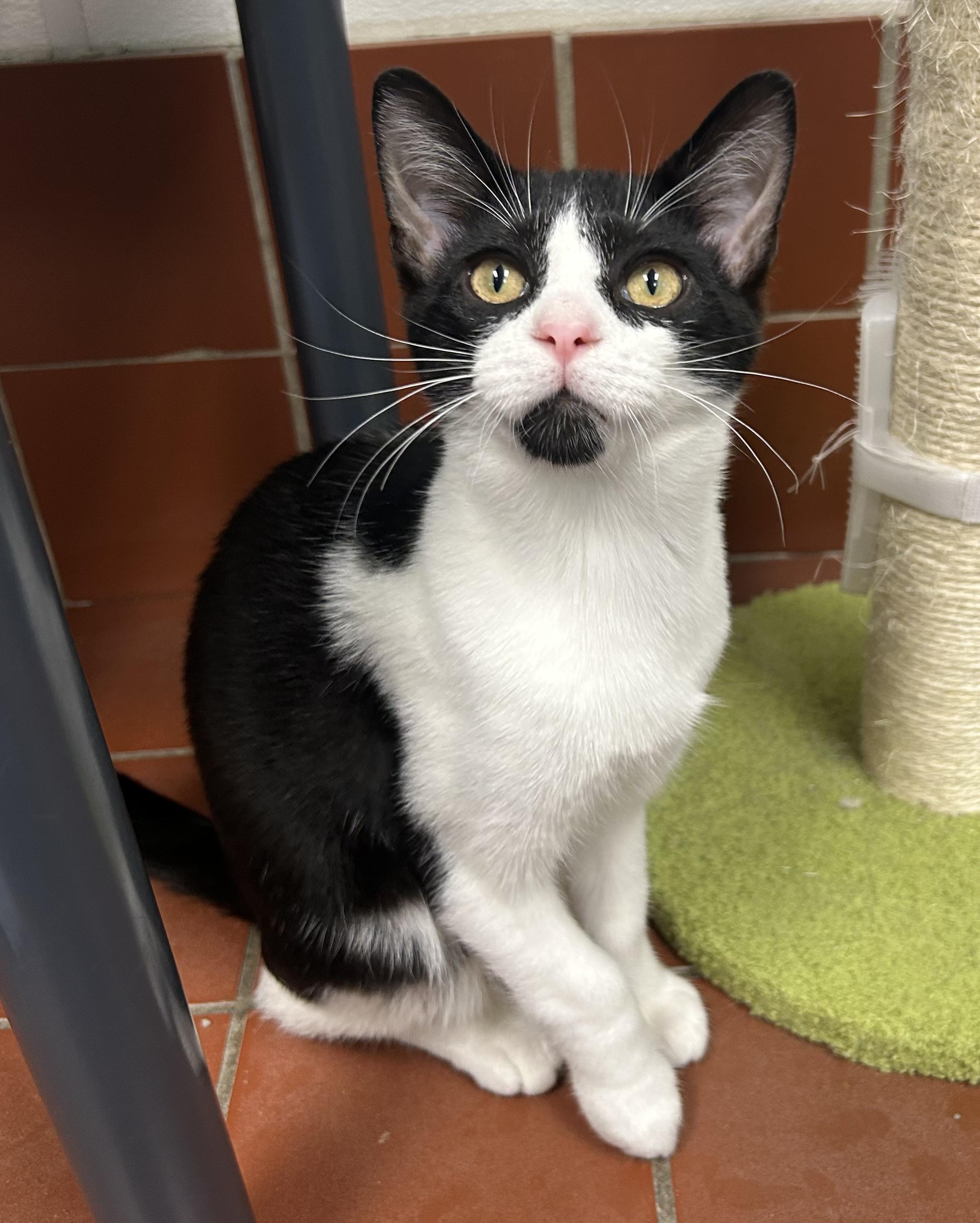 Enlarge Pascal, a Adoptable Domestic Short Hair in Battle Creek, MI image 2/5