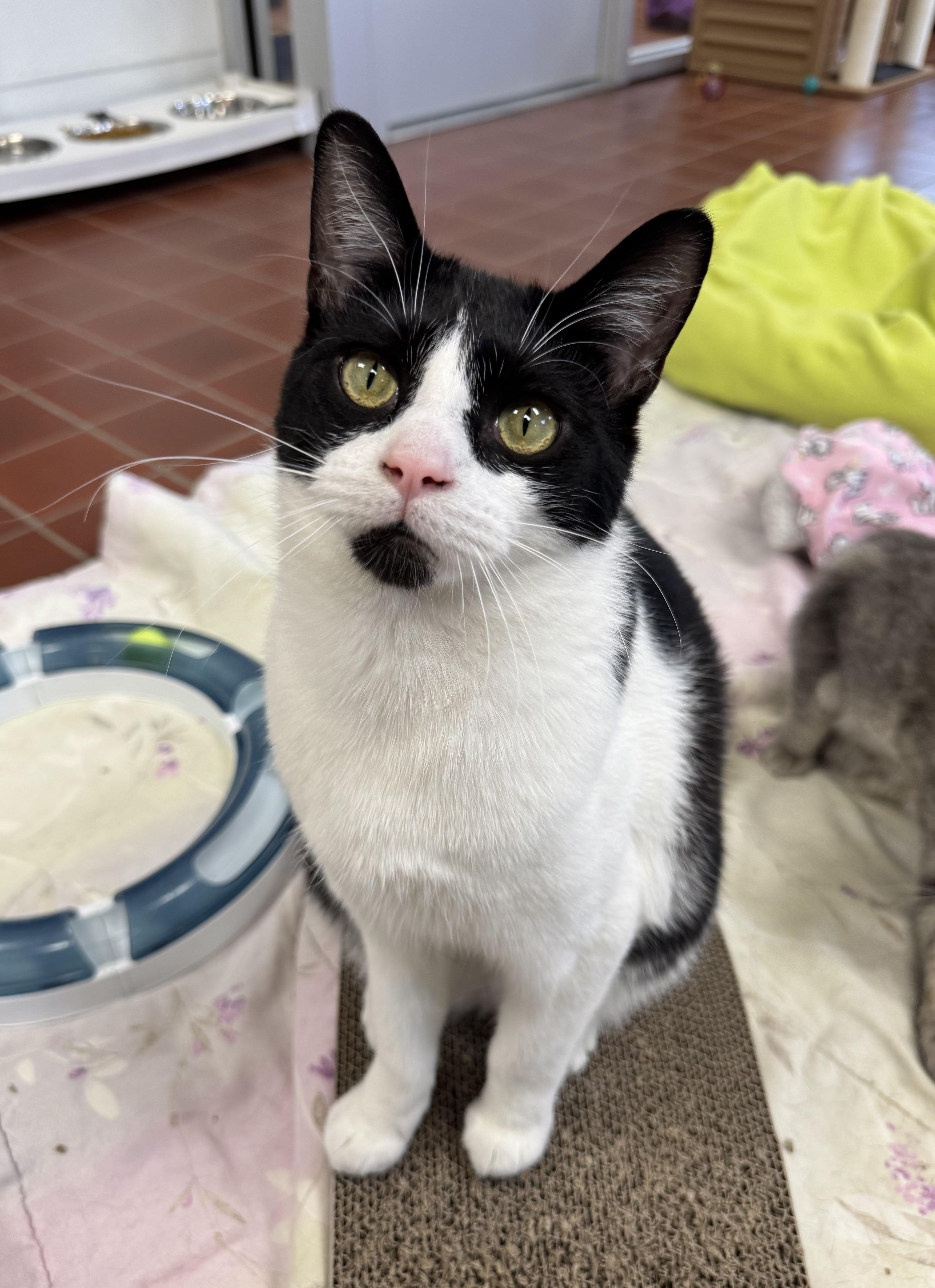 Pascal, Adoptable, Young Male Domestic Short Hair.