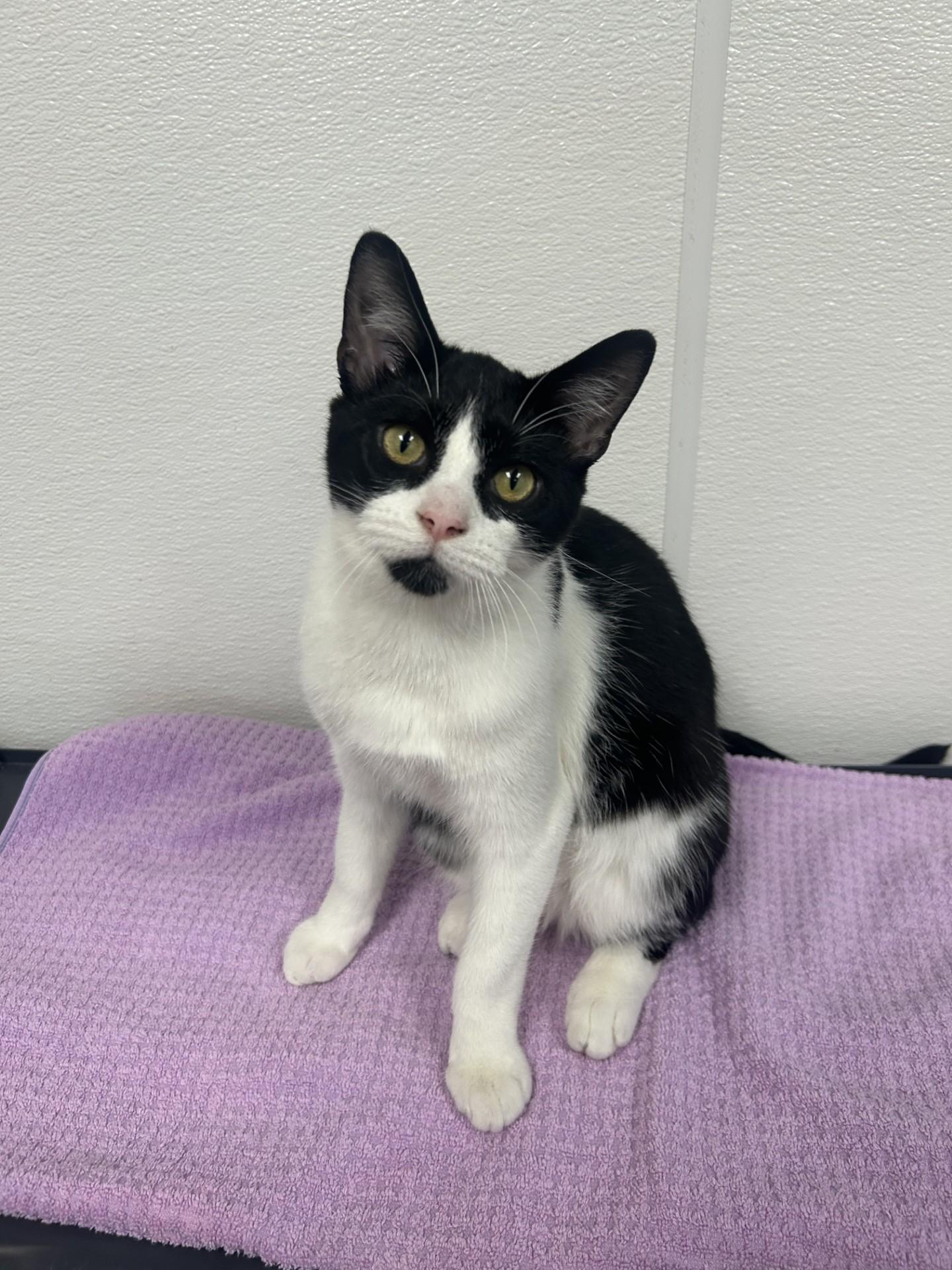 Enlarge Pascal, a Adoptable Domestic Short Hair in Battle Creek, MI image 3/5