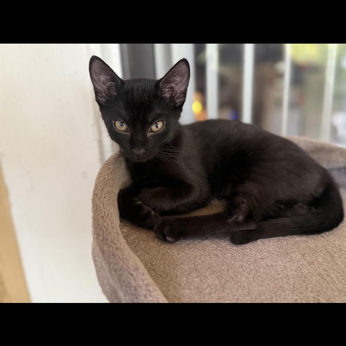 Cici, adopted, Kitten Female Domestic Short Hair.