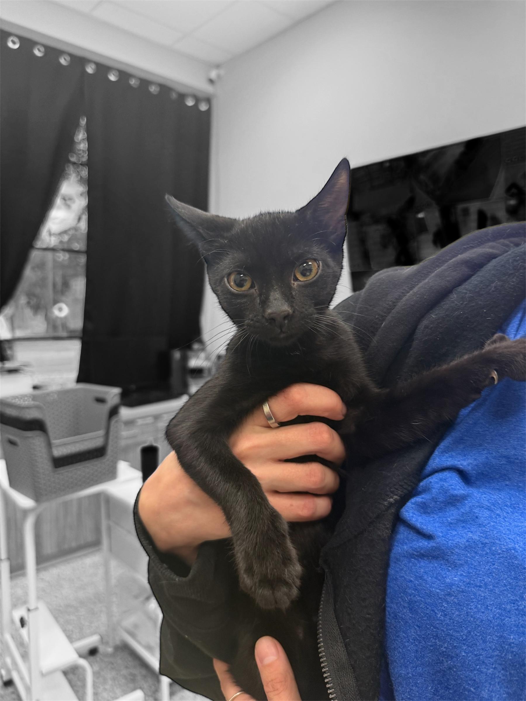 Cici, an adopted Domestic Short Hair in DELTONA, FL image 2/3