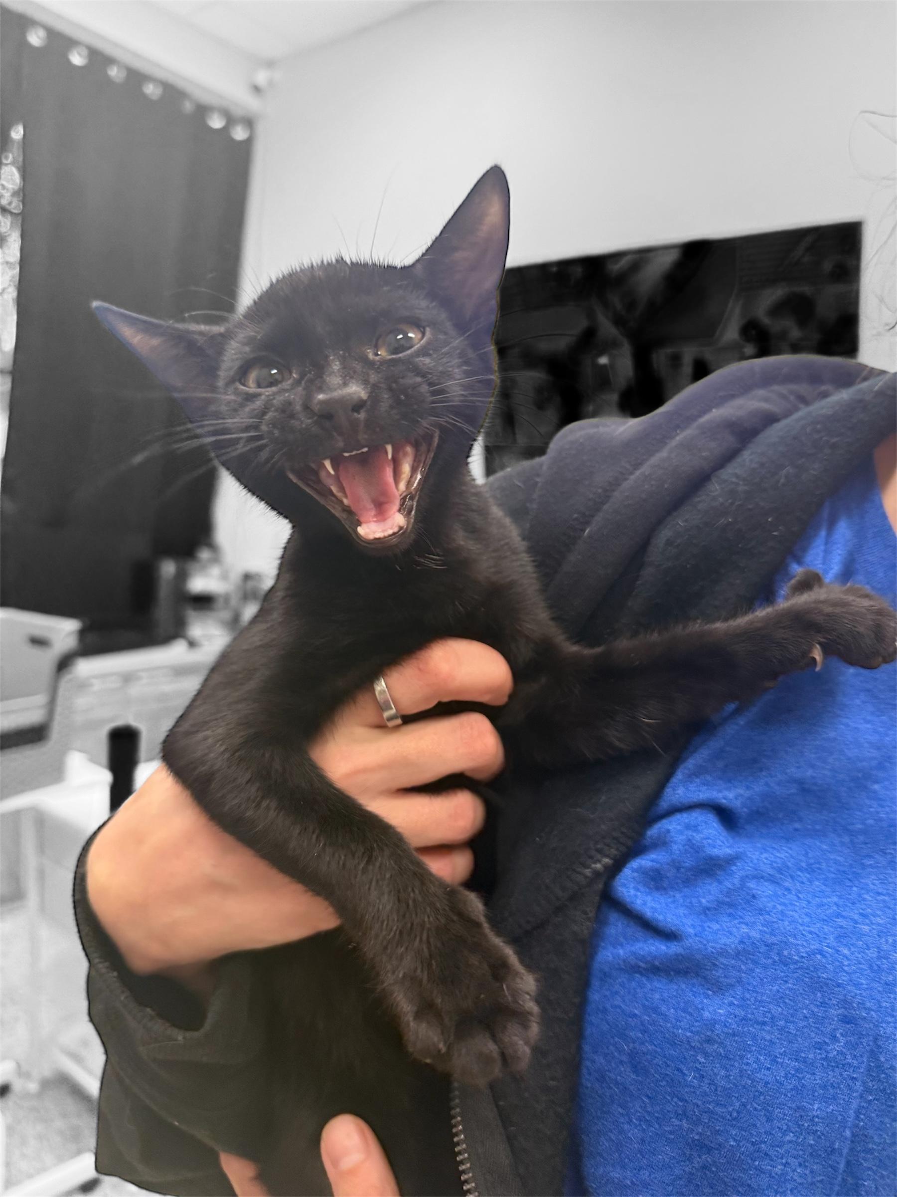 Cici, an adopted Domestic Short Hair in DELTONA, FL image 3/3