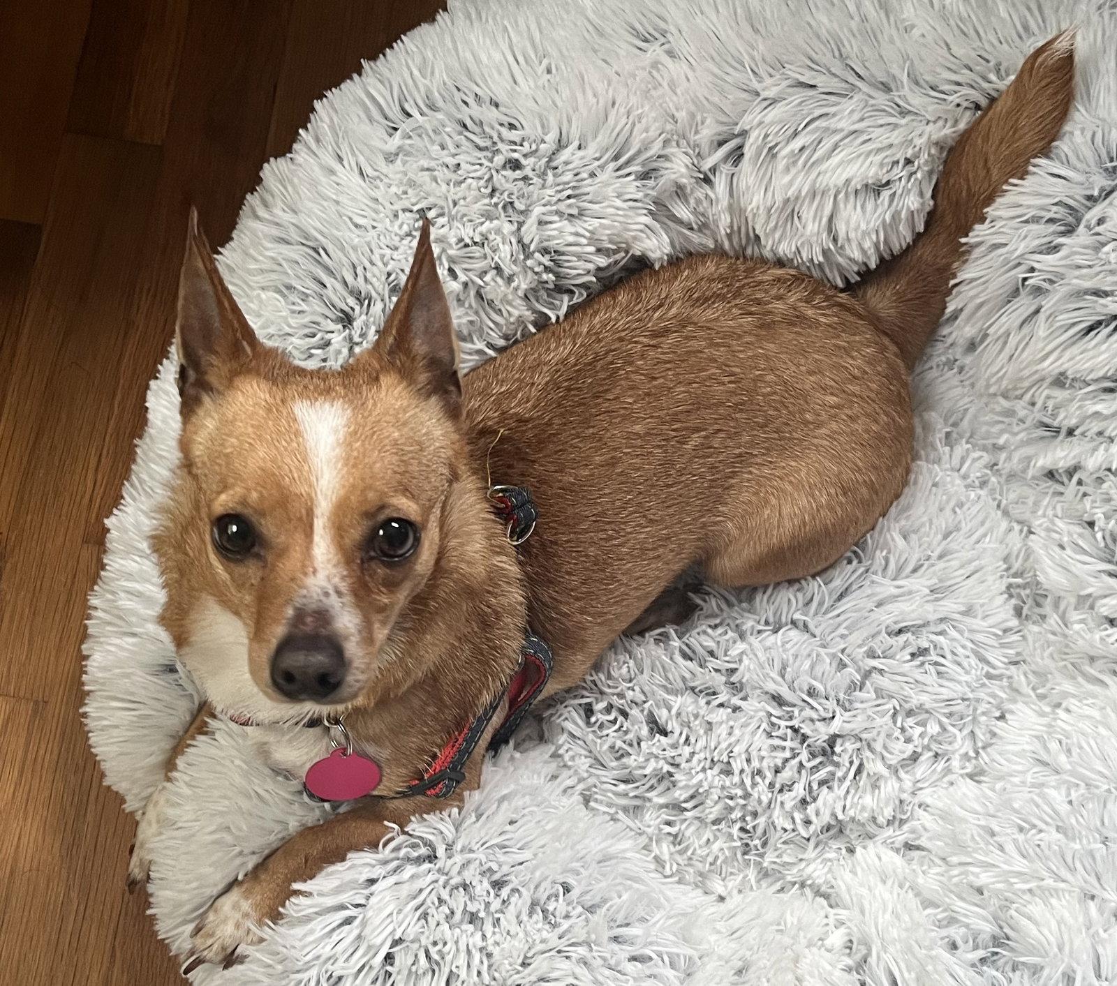 Misty, Adoptable, Adult Female Chihuahua.