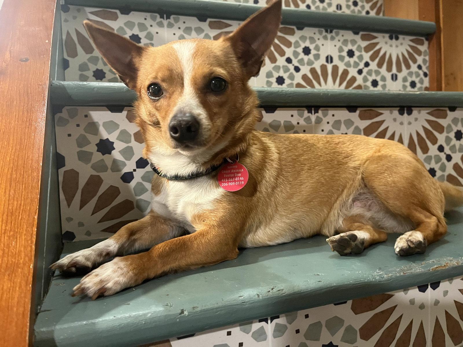 Enlarge Misty, a Adoptable Chihuahua in Seattle, WA image 2/3