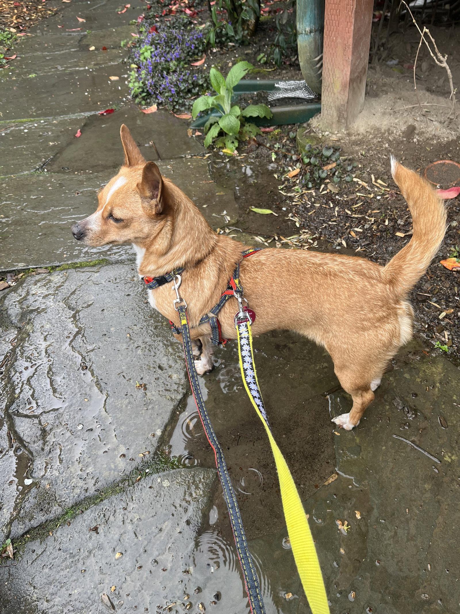 Enlarge Misty, a Adoptable Chihuahua in Seattle, WA image 3/3
