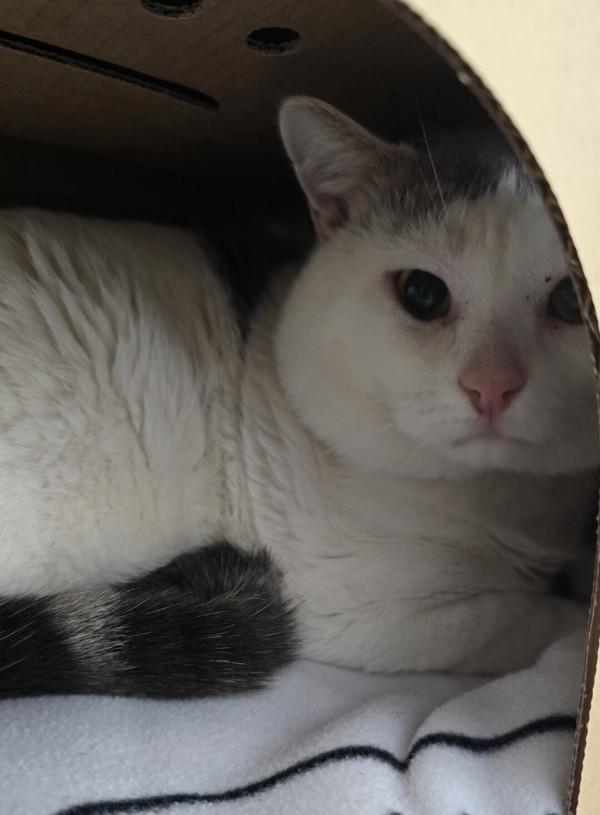 Casper, Adoptable, Adult Male Domestic Short Hair.