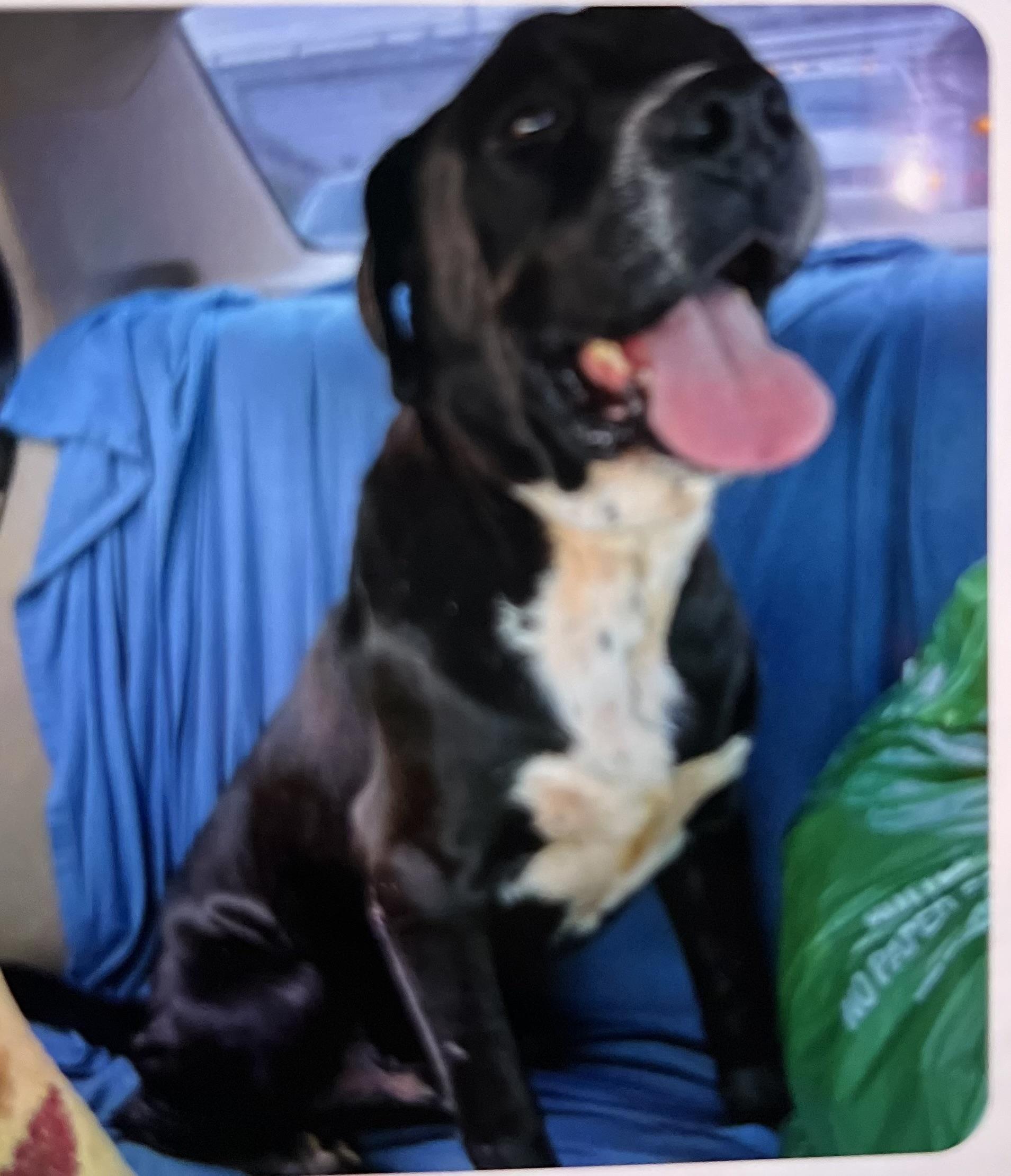 Samuel, a Adoptable Black Labrador Retriever in Seattle, WA image 4/5