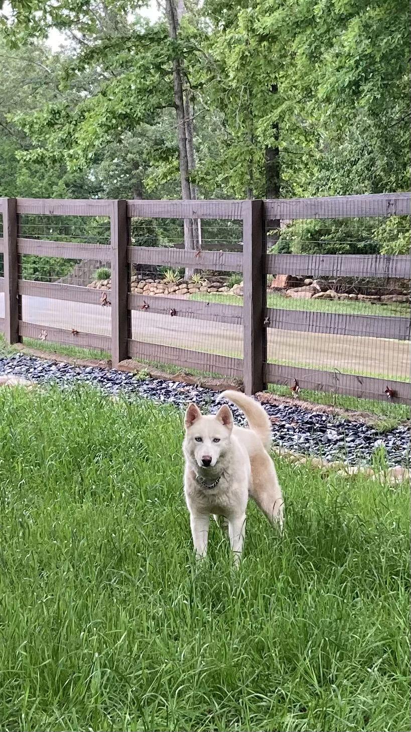 Tavi, a Adopted Siberian Husky in Cumming, GA image 1/3