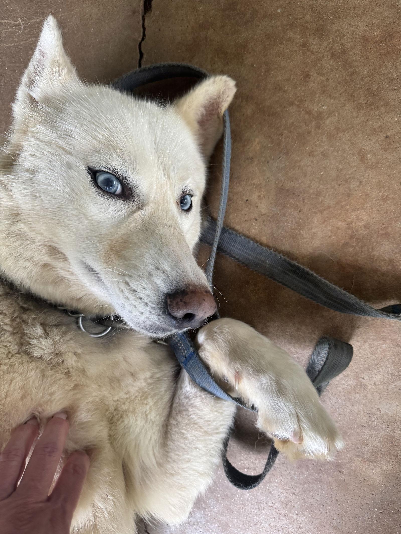 Tavi, a Adopted Siberian Husky in Cumming, GA image 2/3