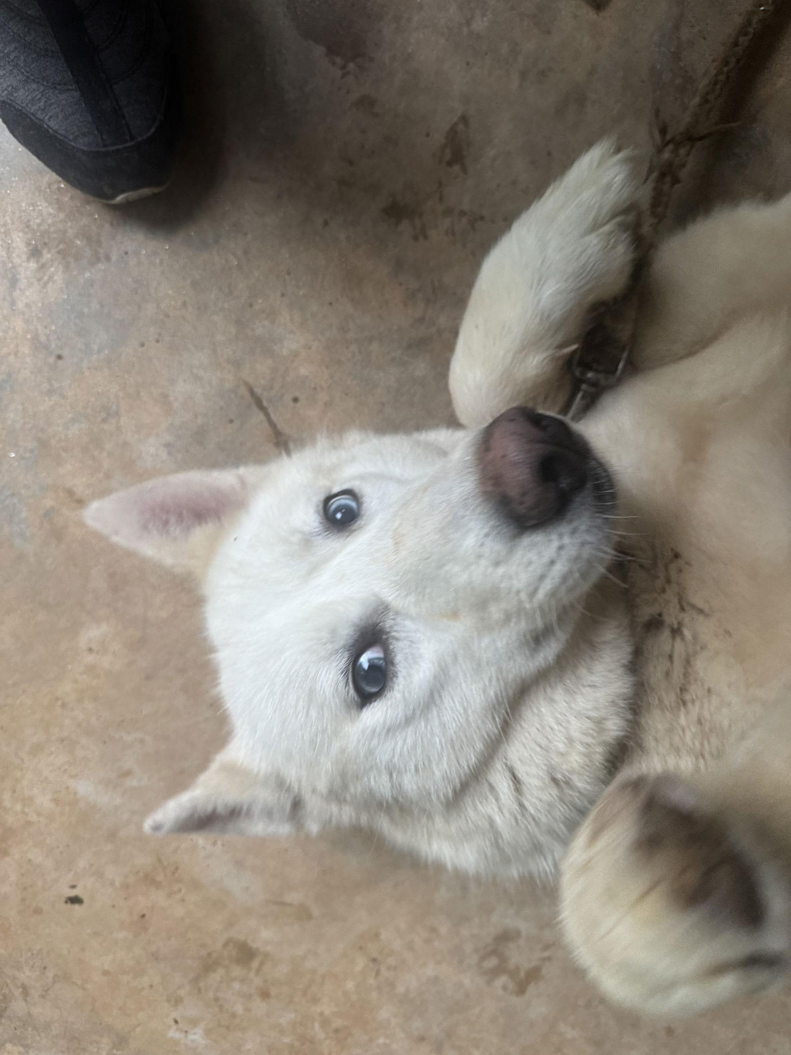 Tavi, a Adopted Siberian Husky in Cumming, GA image 3/3