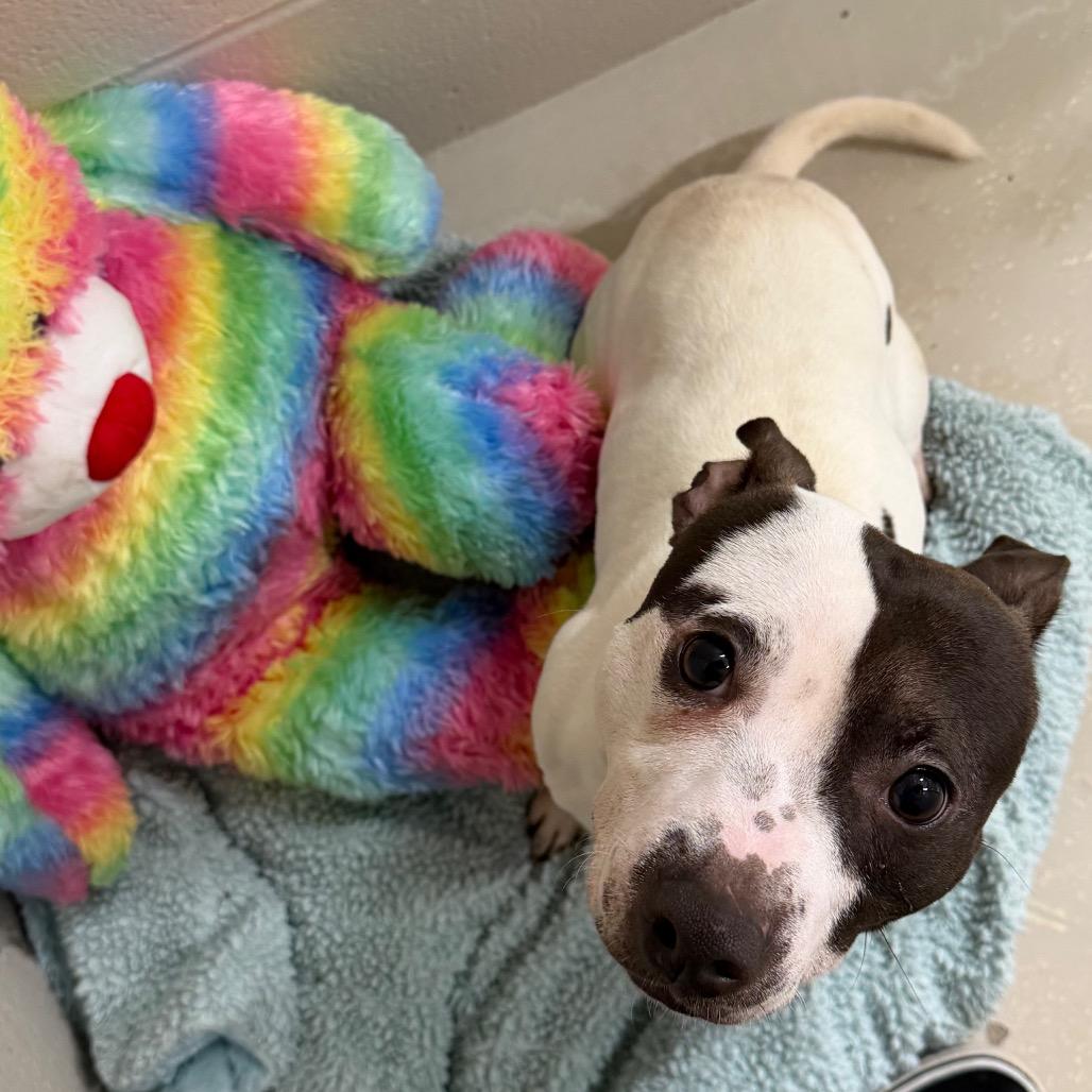 Enlarge Pickle, a Adoptable mixed breed in Milton, FL image 1/2