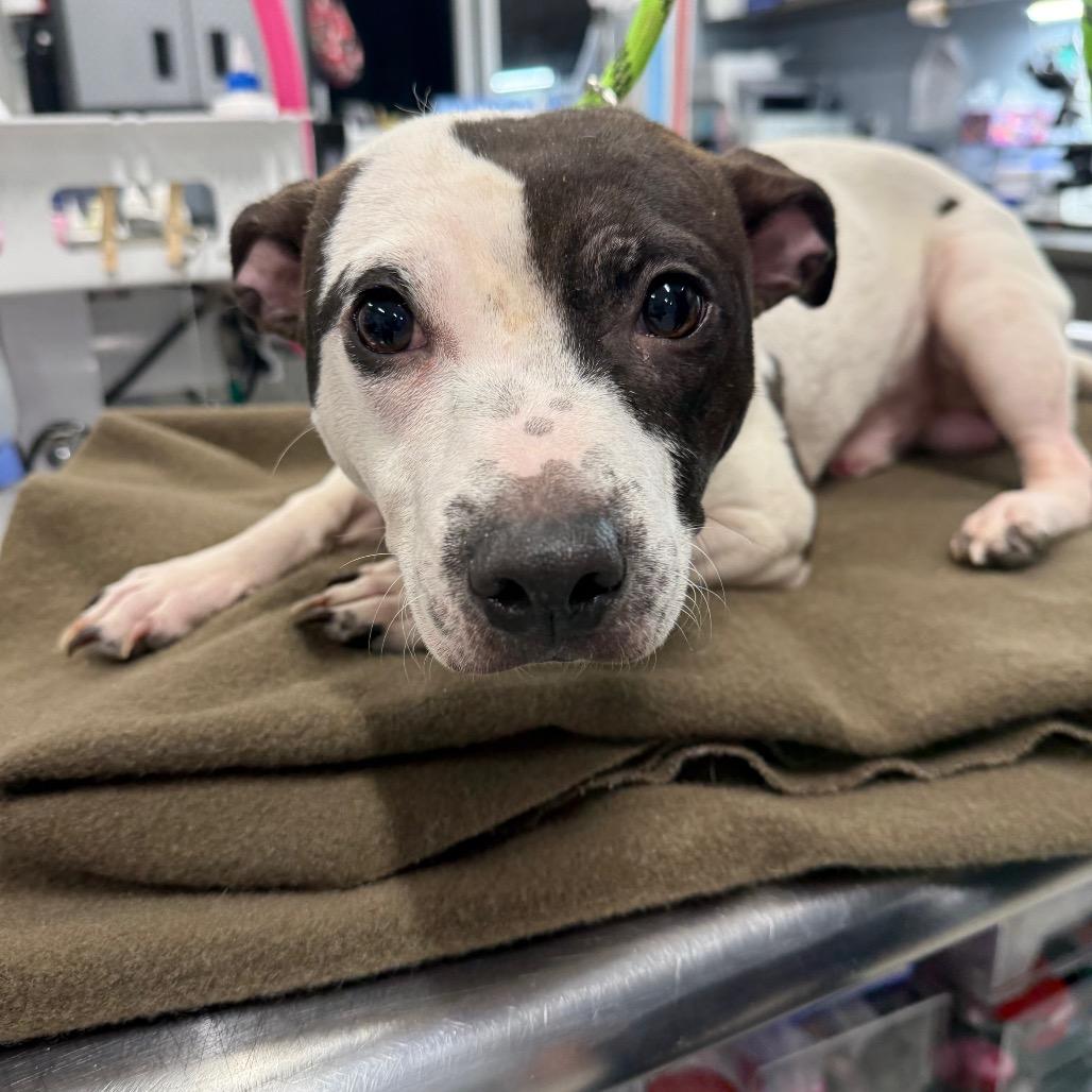 Enlarge Pickle, a Adoptable mixed breed in Milton, FL image 2/2