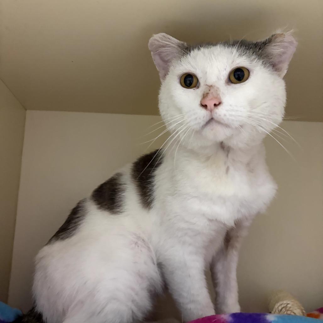Mole, Adoptable, Adult Male Domestic Short Hair.