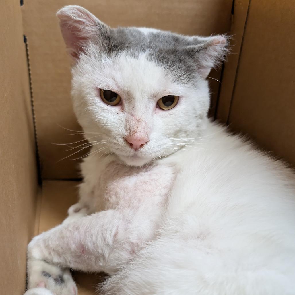 Enlarge Mole, a Adoptable Domestic Short Hair in DeKalb, IL image 2/2