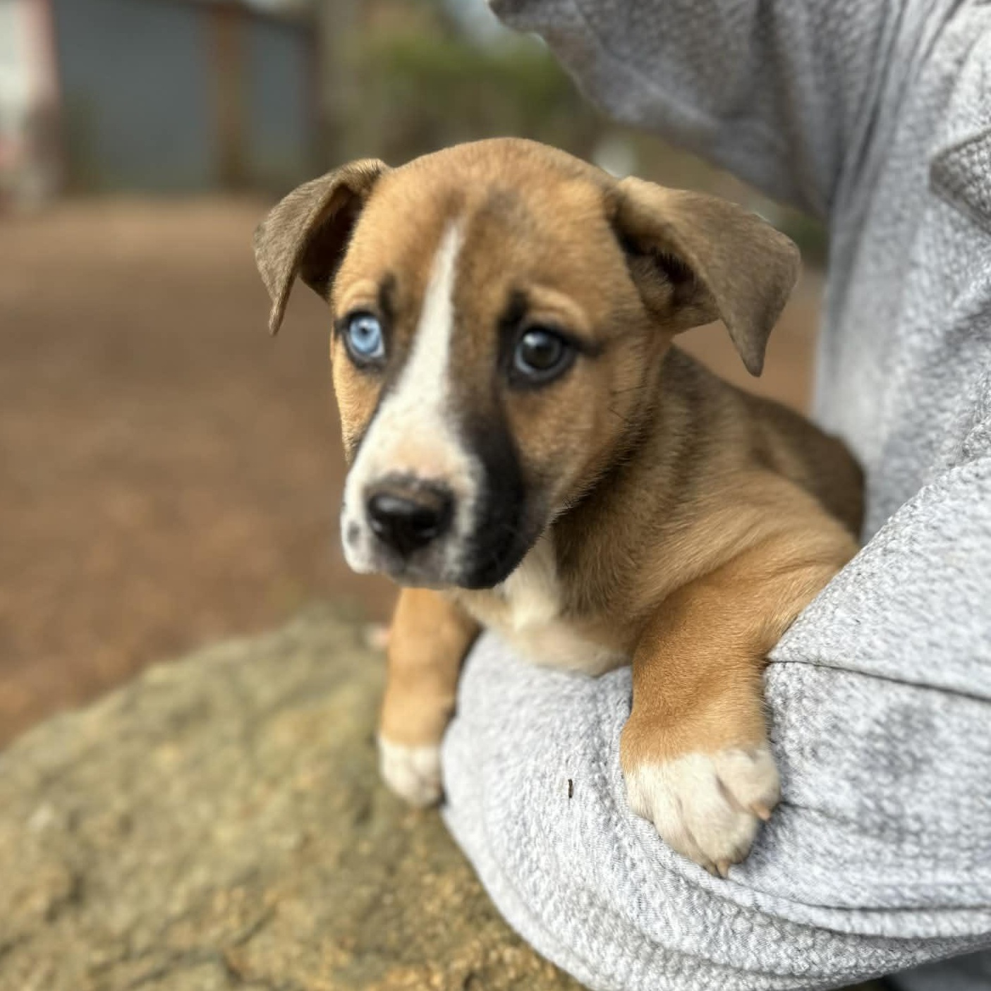 Enlarge Princess Blue eye , an adopted mixed breed in Blairstown, NJ image 3/6