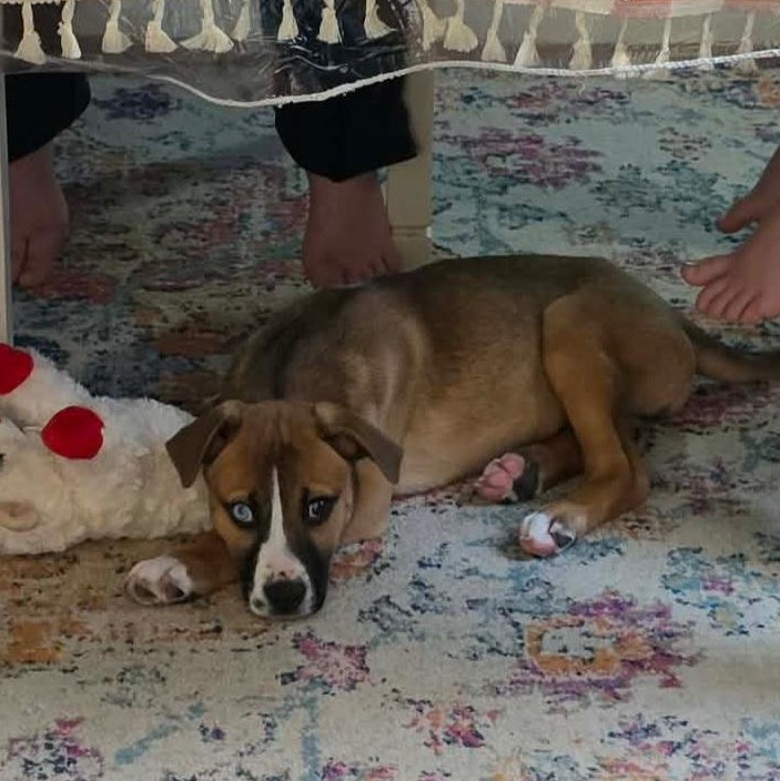 Enlarge Princess Blue eye , an adopted mixed breed in Blairstown, NJ image 4/6