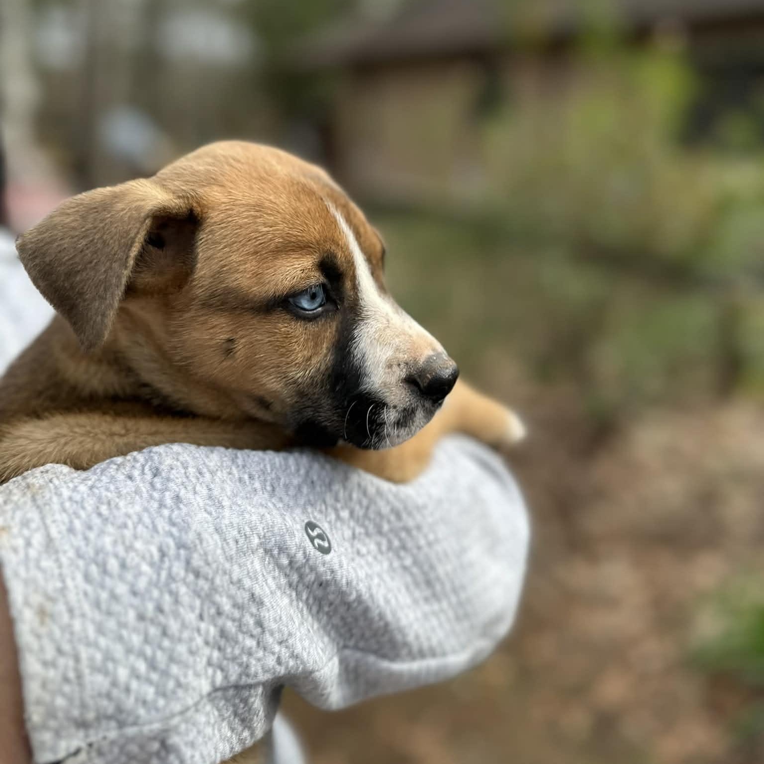 Enlarge Princess Blue eye , an adopted mixed breed in Blairstown, NJ image 6/6