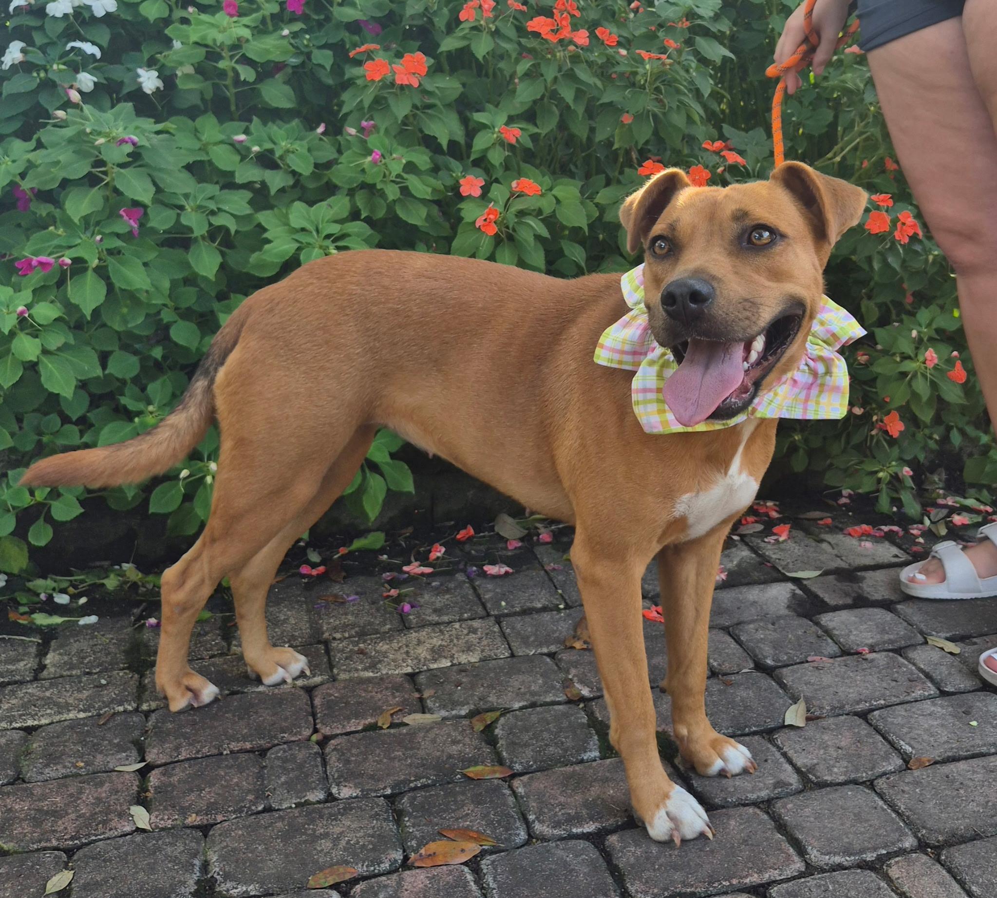 Enlarge GYPSY- good girl, a Adoptable mixed breed in Boston, MA image 4/6