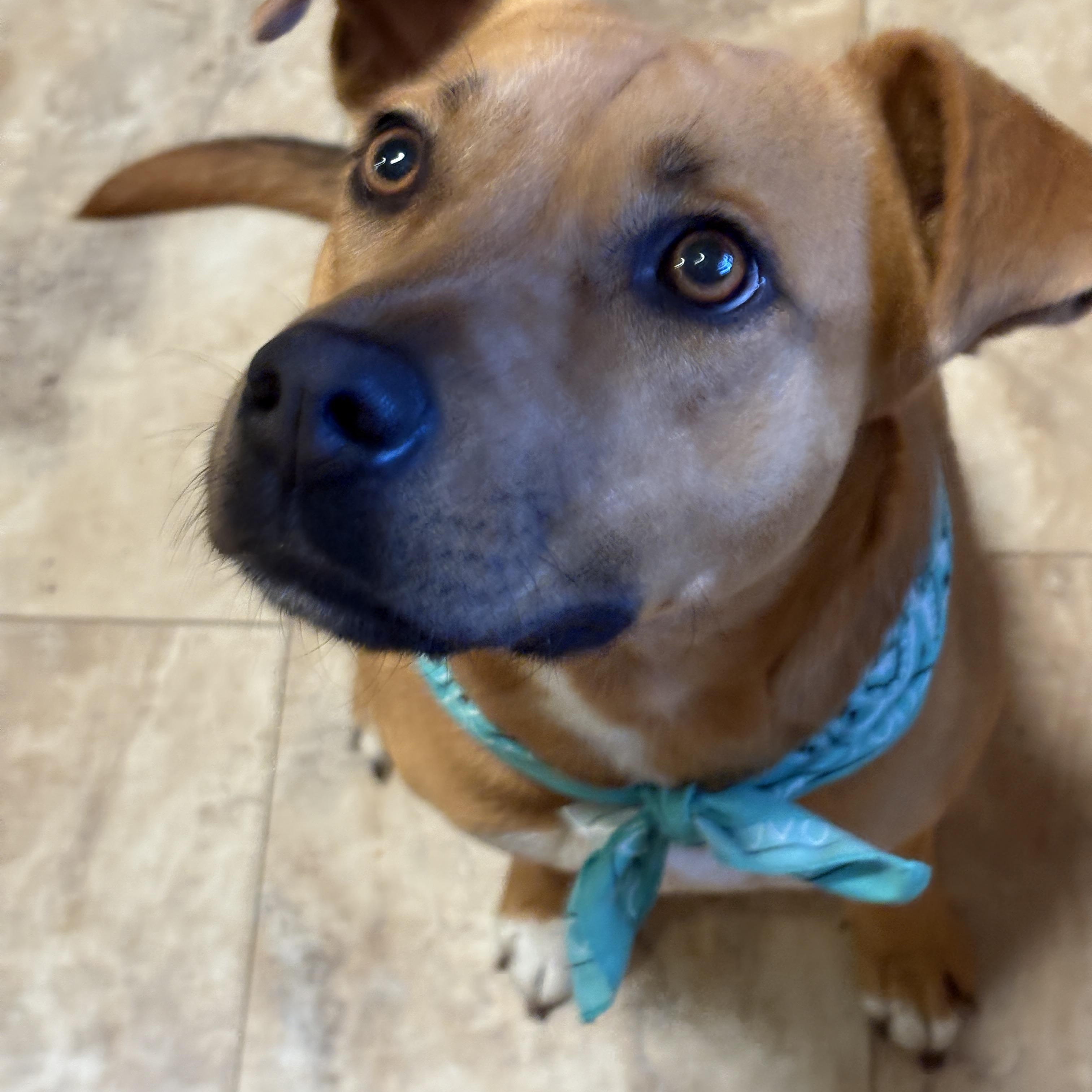 Enlarge GYPSY- good girl, a Adoptable mixed breed in Boston, MA image 6/6