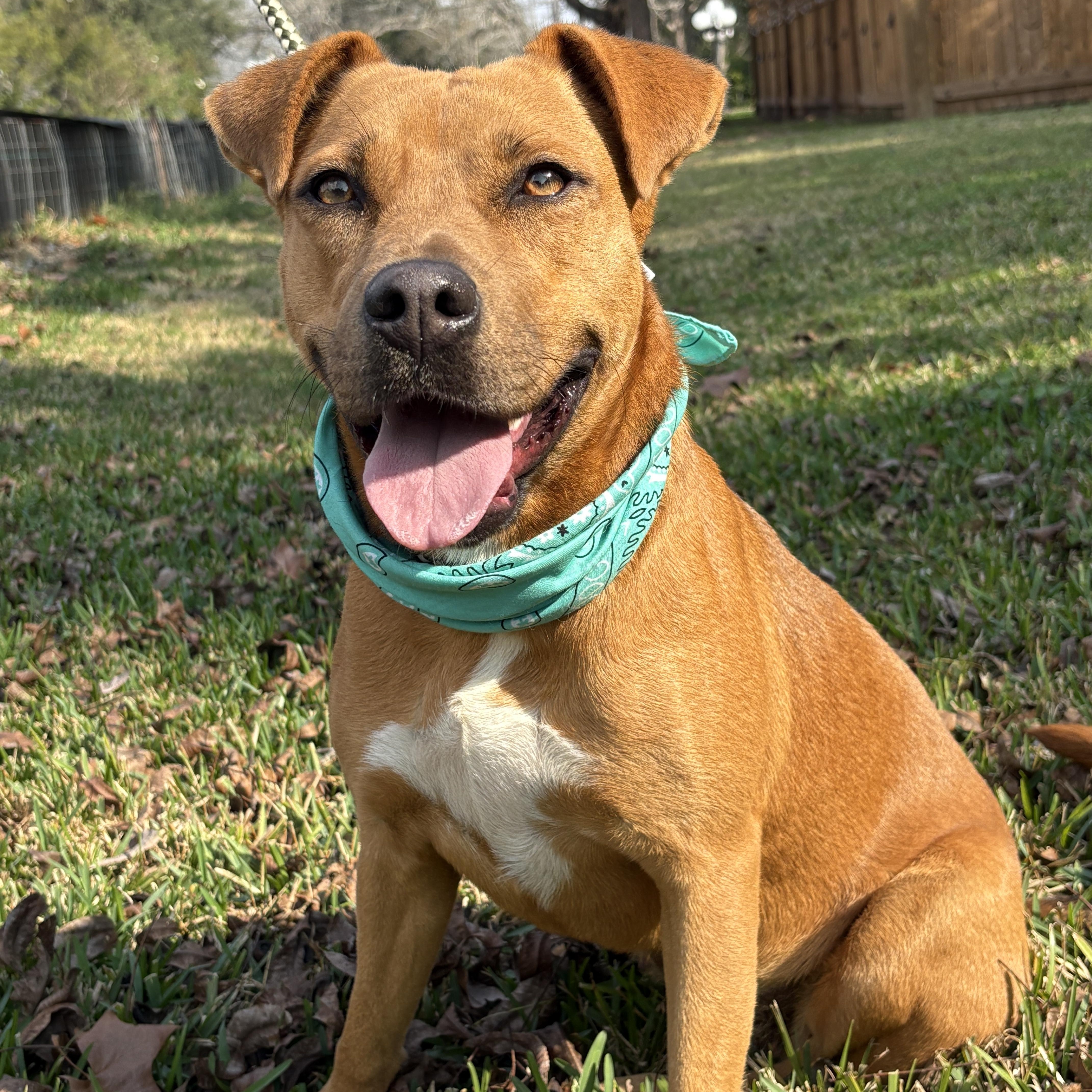 Enlarge GYPSY- good girl, a Adoptable mixed breed in Boston, MA image 1/6