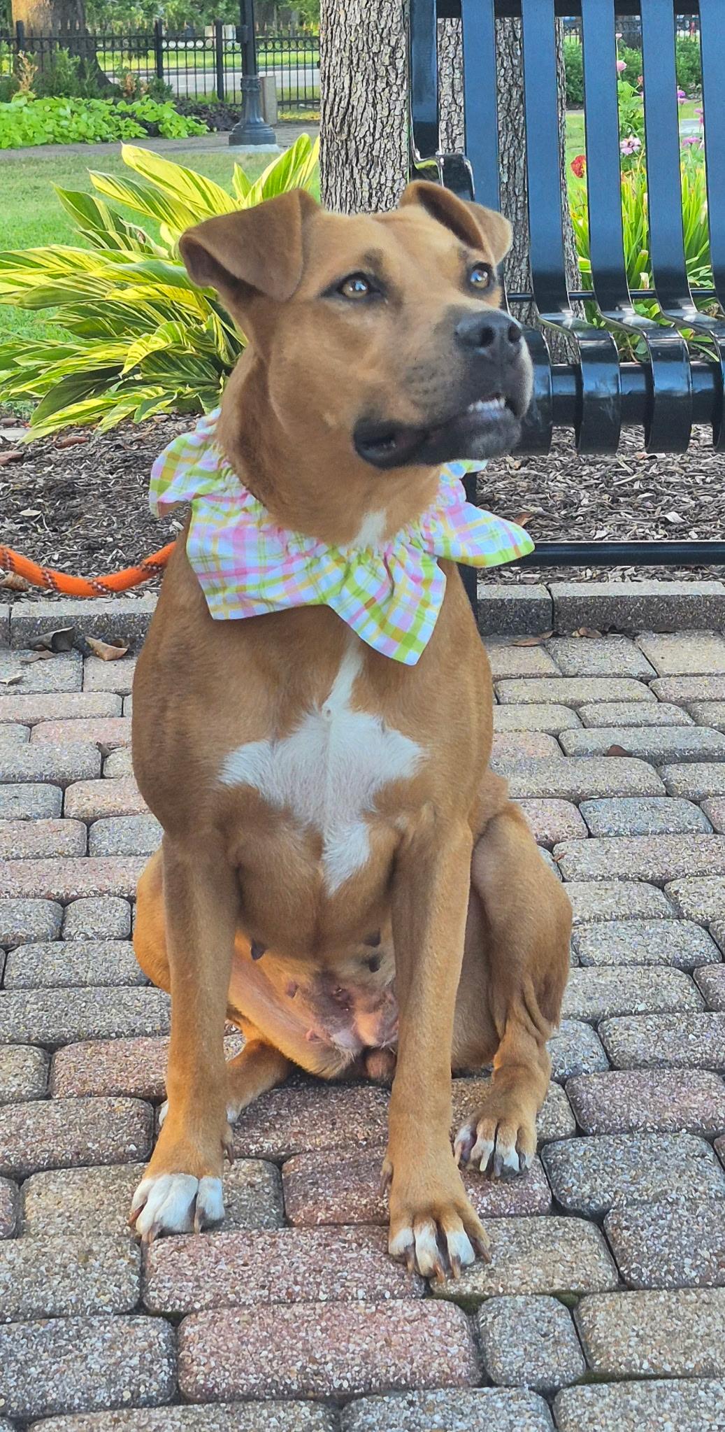 Enlarge GYPSY- good girl, a Adoptable mixed breed in Boston, MA image 3/6
