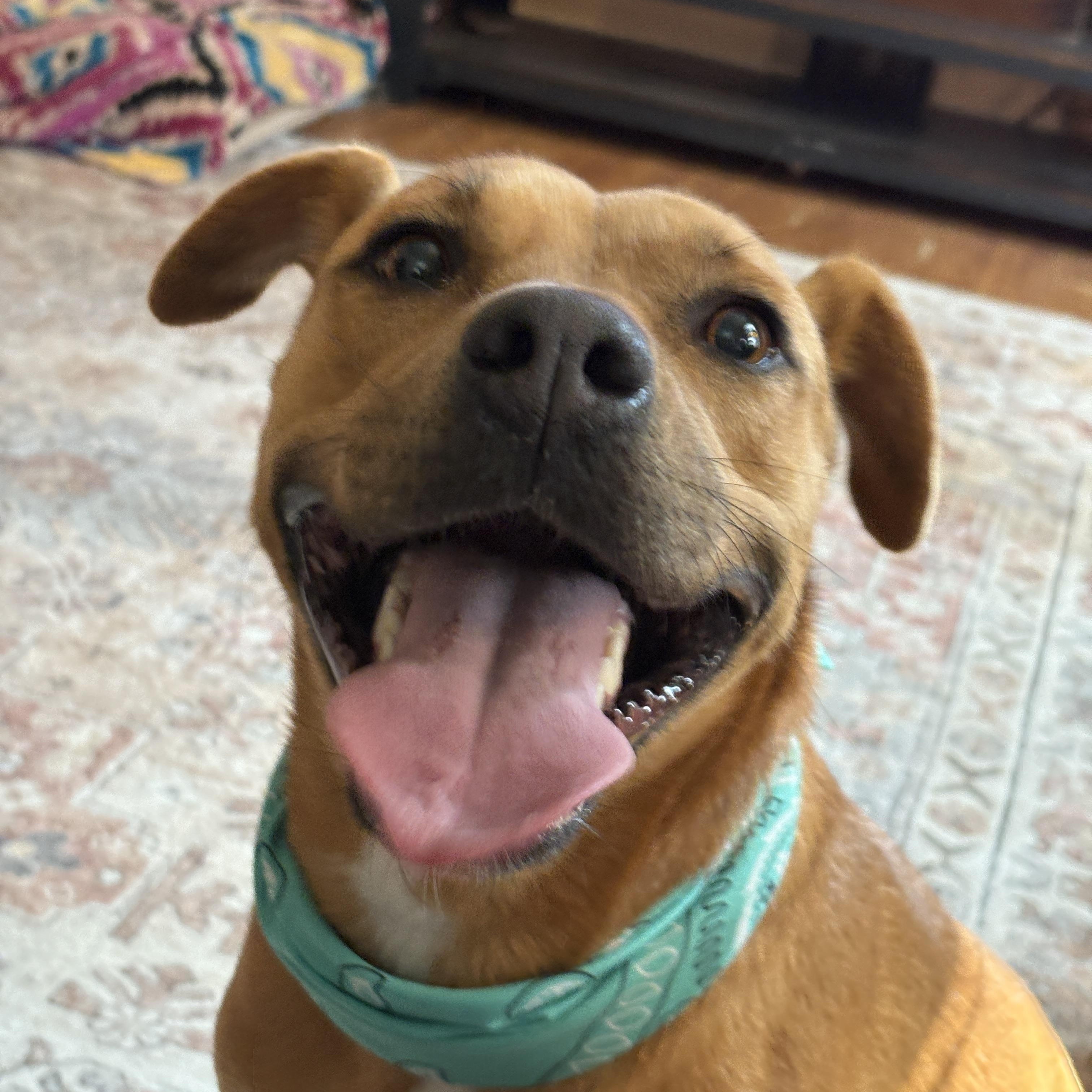 Enlarge GYPSY- good girl, a Adoptable mixed breed in Boston, MA image 5/6