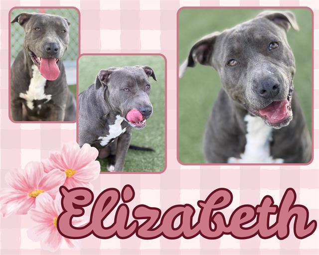 ELIZABETH, Adoptable, Young Female Pit Bull Terrier.
